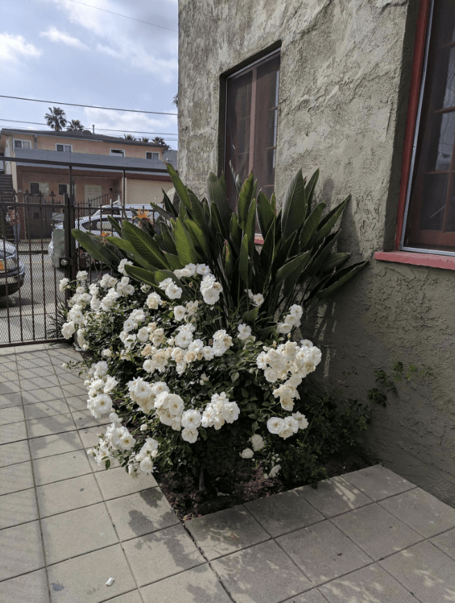 1640 N. Normandie Ave Apartments Flowers