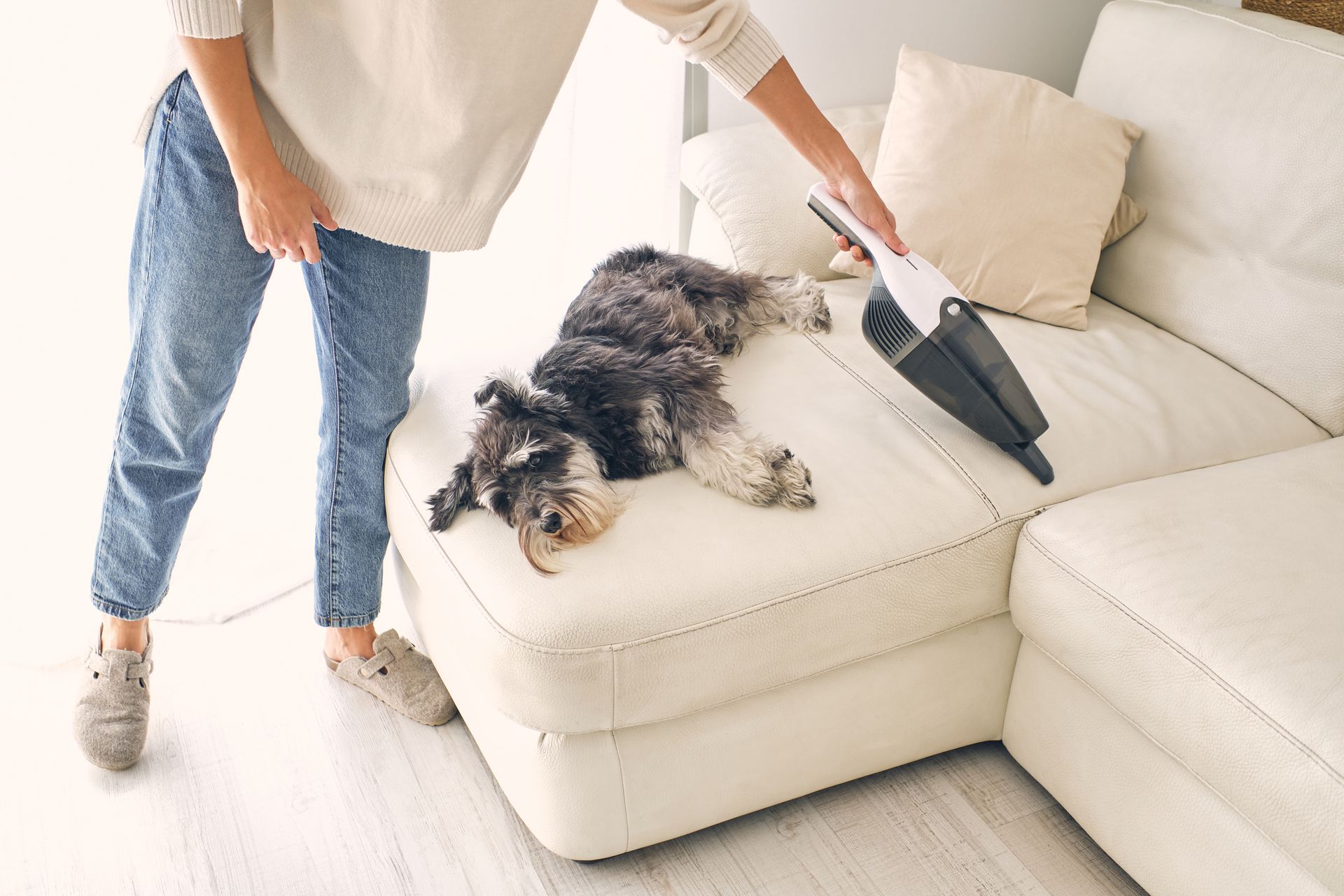 Person vacuuming a cream sofa while a dog lies on it
