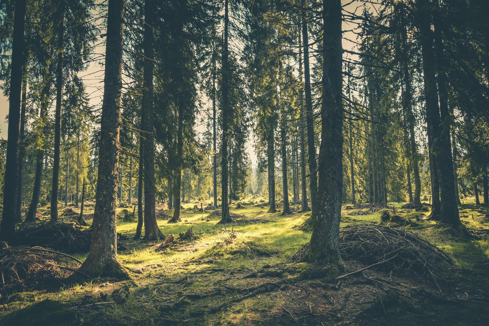 Sunlight streams through a dense forest of tall pine trees onto a mossy, shadowed floor.