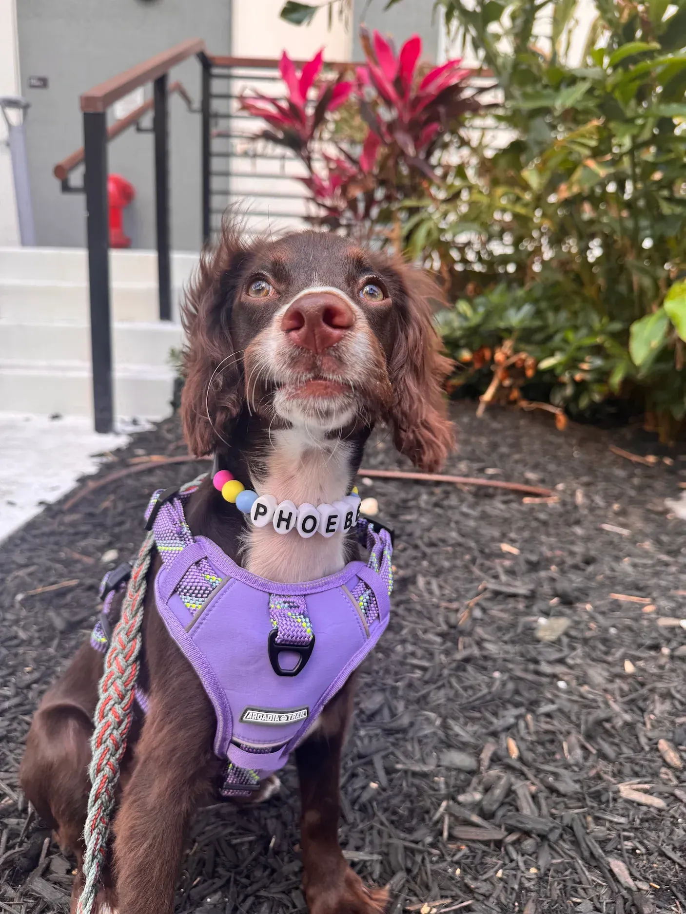 TinyAndFriendsDogCamp
