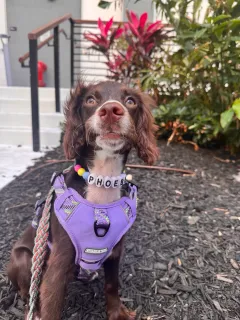 TinyAndFriendsDogCamp