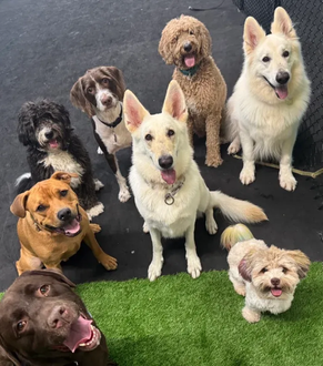 TinyAndFriendsDogCamp