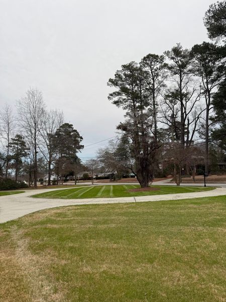 Grassy park with curving walkway, leafless trees, and tall evergreens under an overcast sky