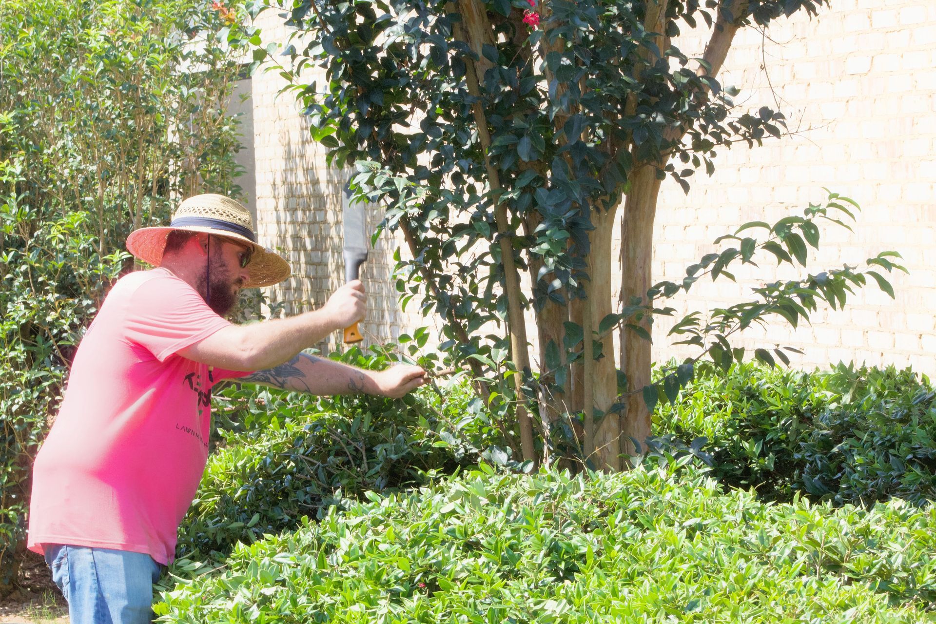 Man in pink shirt and straw hat trimming a tree in a sunny garden