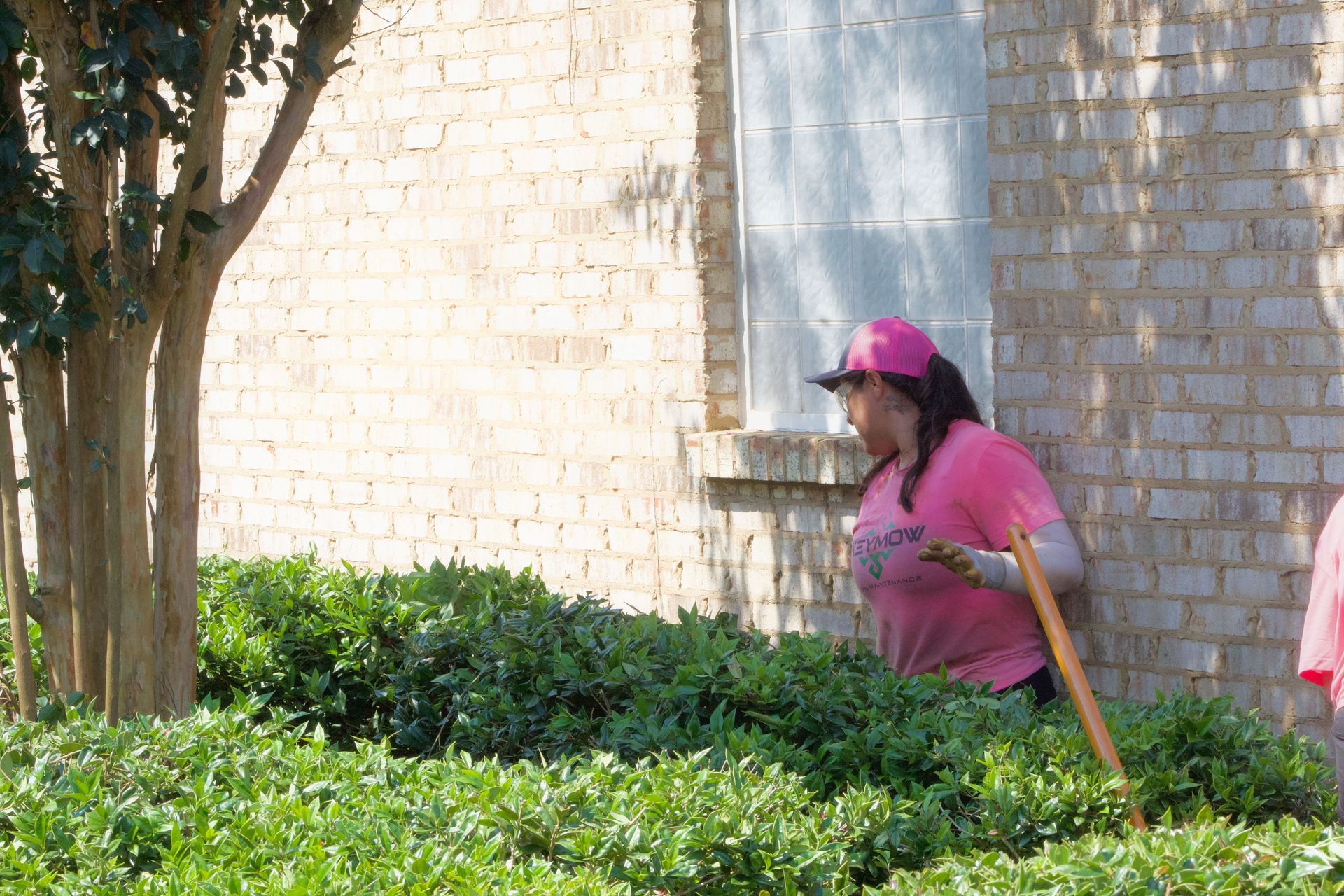 Person in a pink cap walking beside green bushes near a stone wall