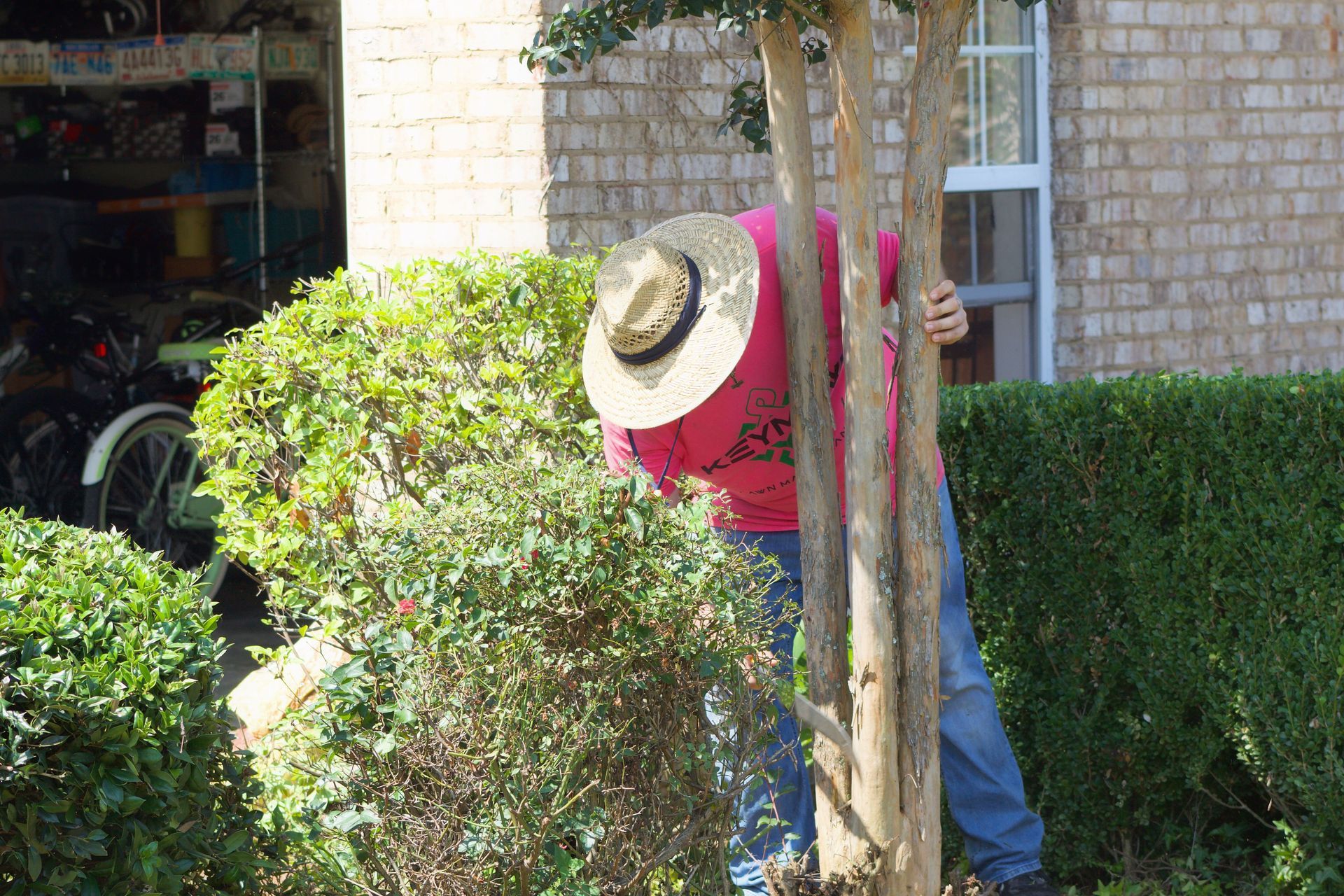 Person in red shirt and straw hat trimming a bush beside a brick building.