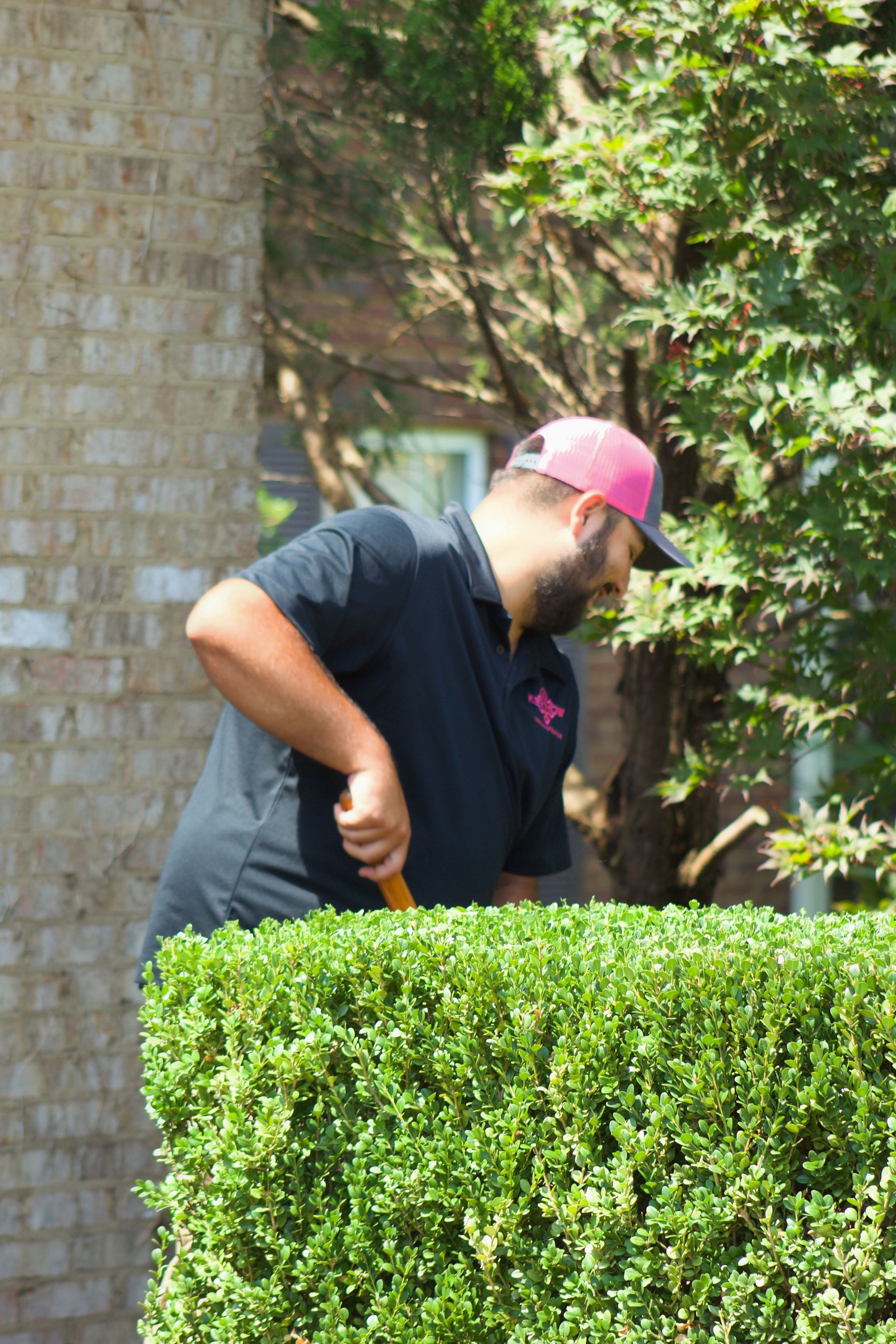 Gardener in pink cap trimming a neatly trimmed hedge beside a brick wall.