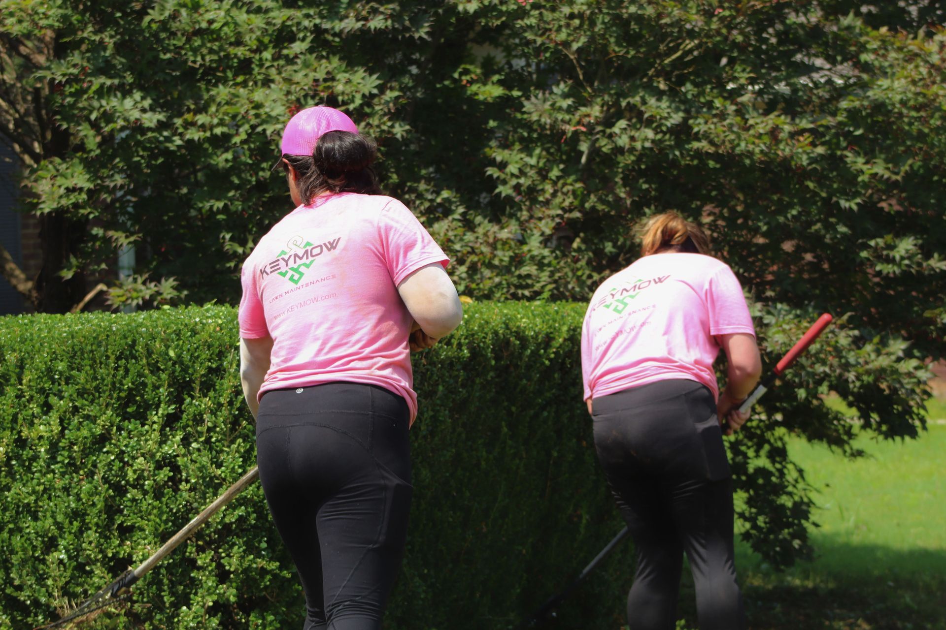 Two people in pink shirts trimming a hedge in a sunny garden