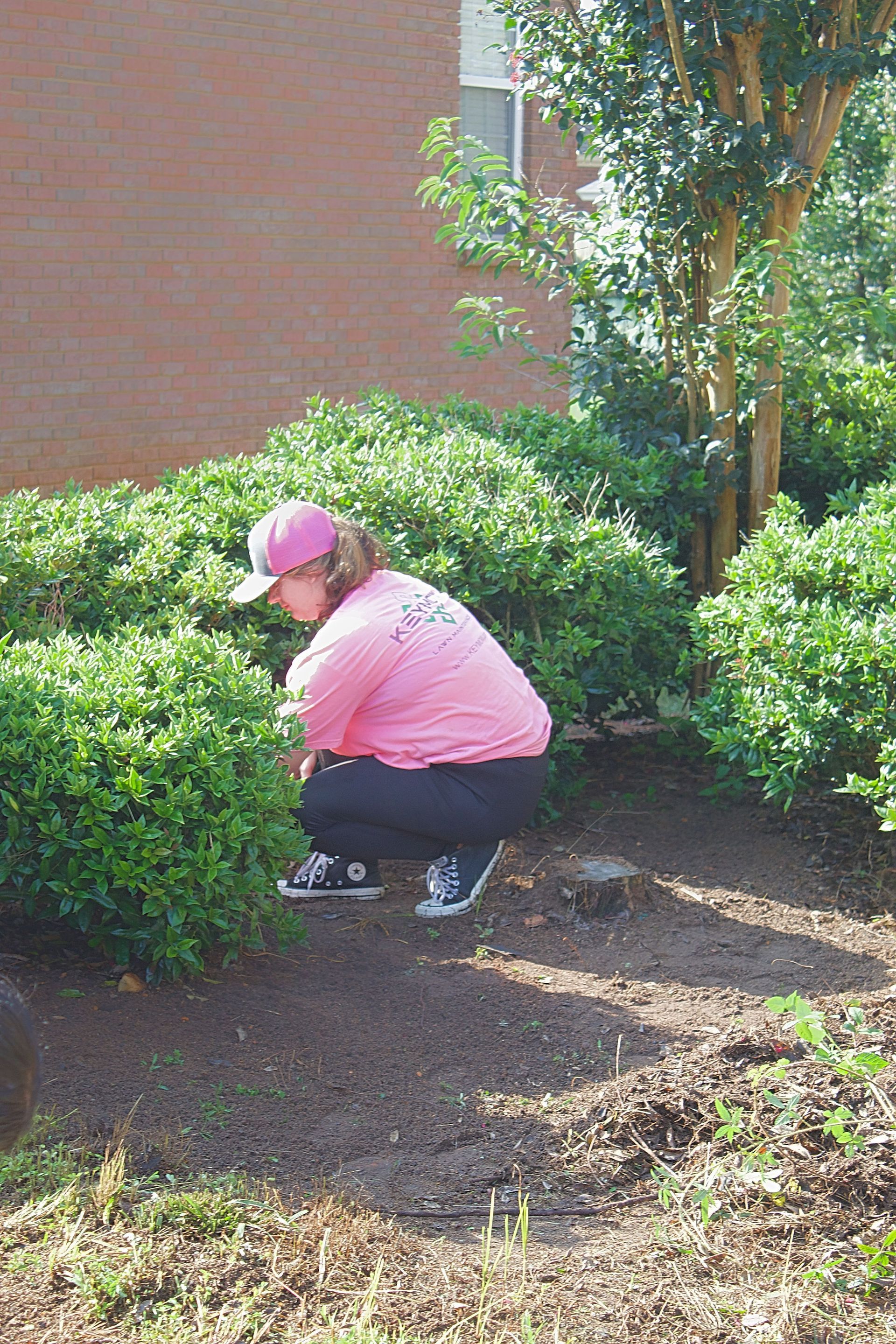 Person in a pink shirt and cap crouches beside bushes in a sunny garden.