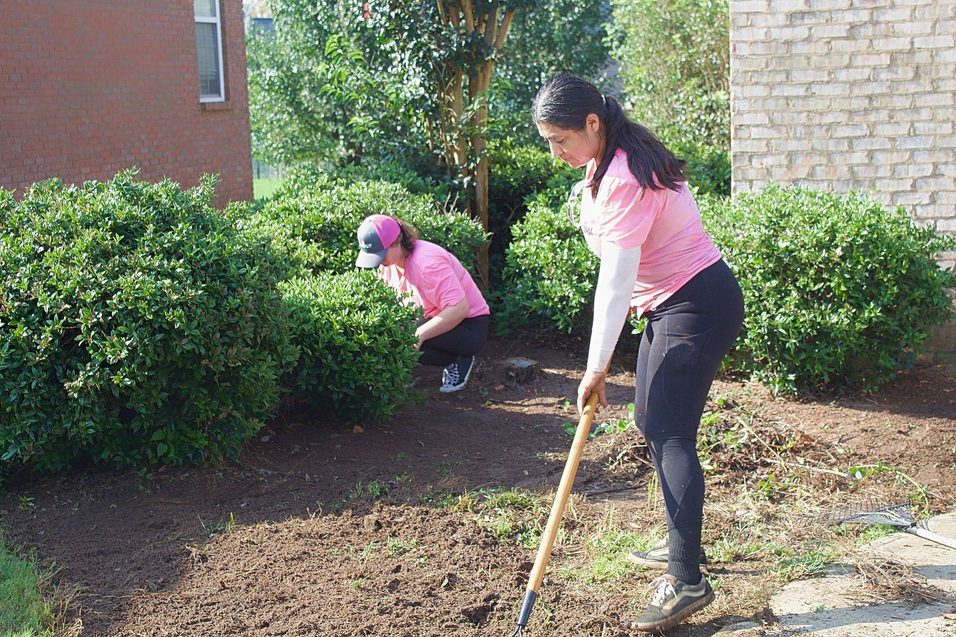 Two people in pink shirts gardening with rakes beside bushes near a brick building