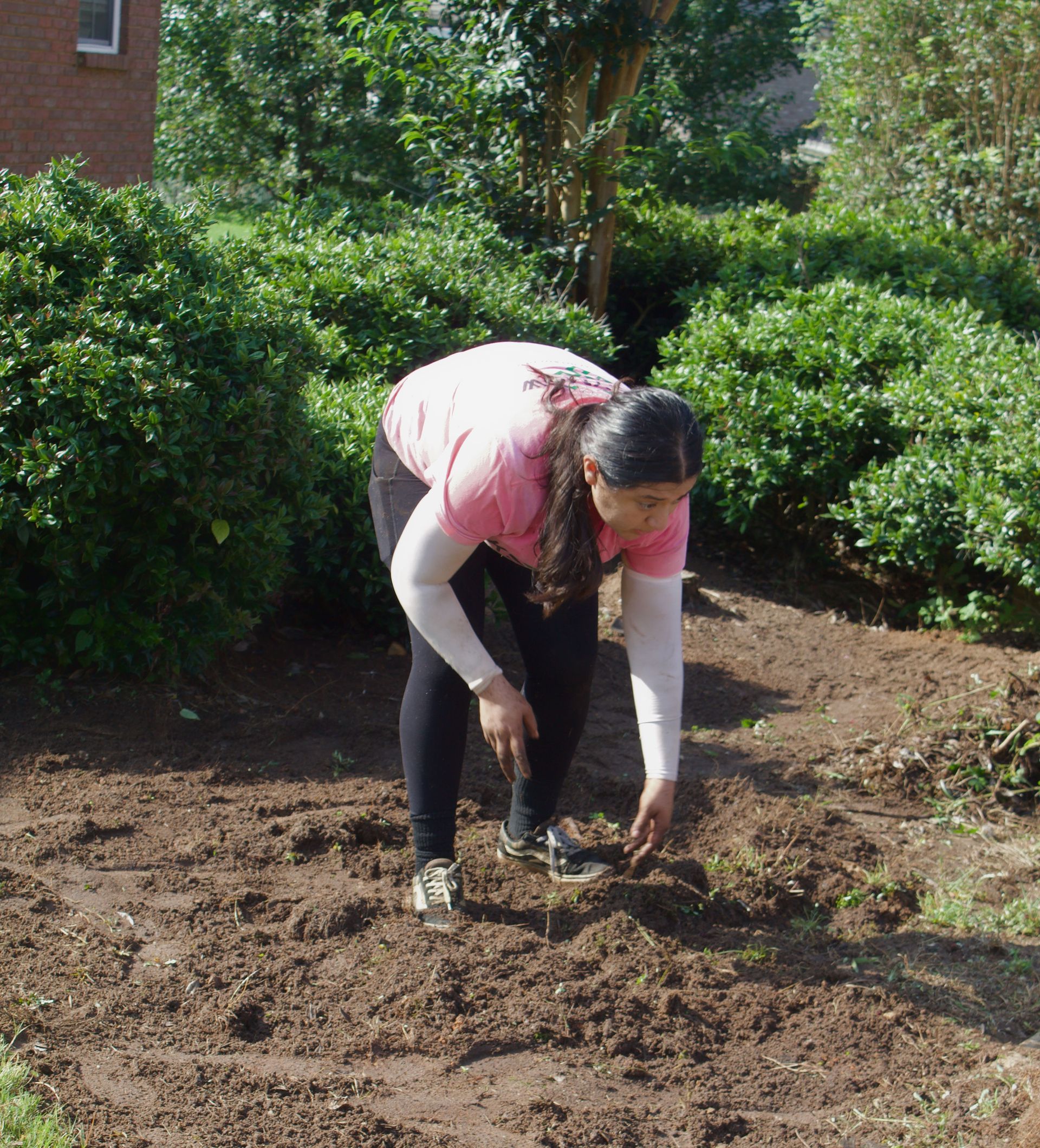 Person bending over in a garden, planting or tending soil beside green bushes.