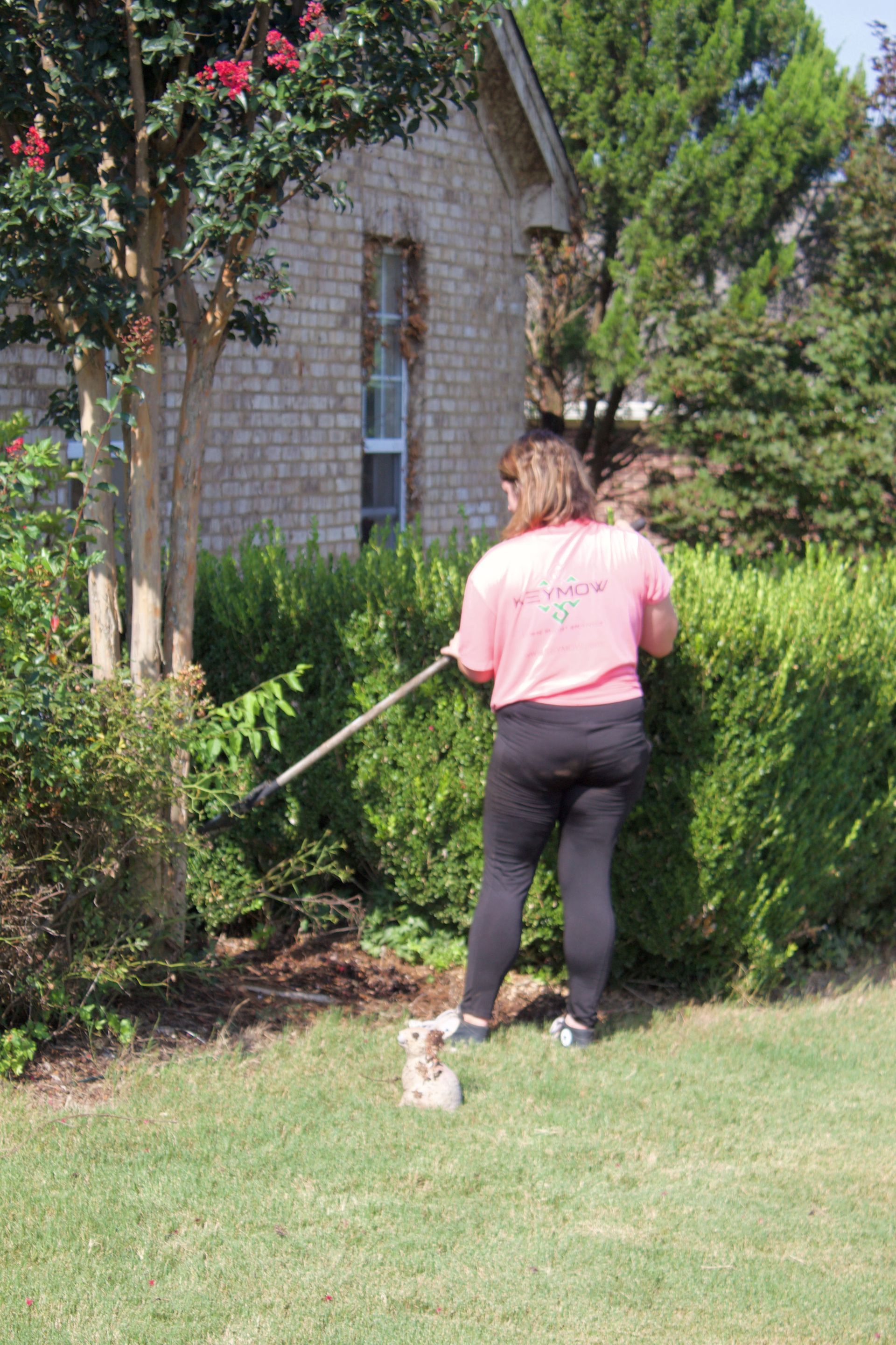 Person in a pink shirt walking a small dog on a leash beside bushes and a brick house.