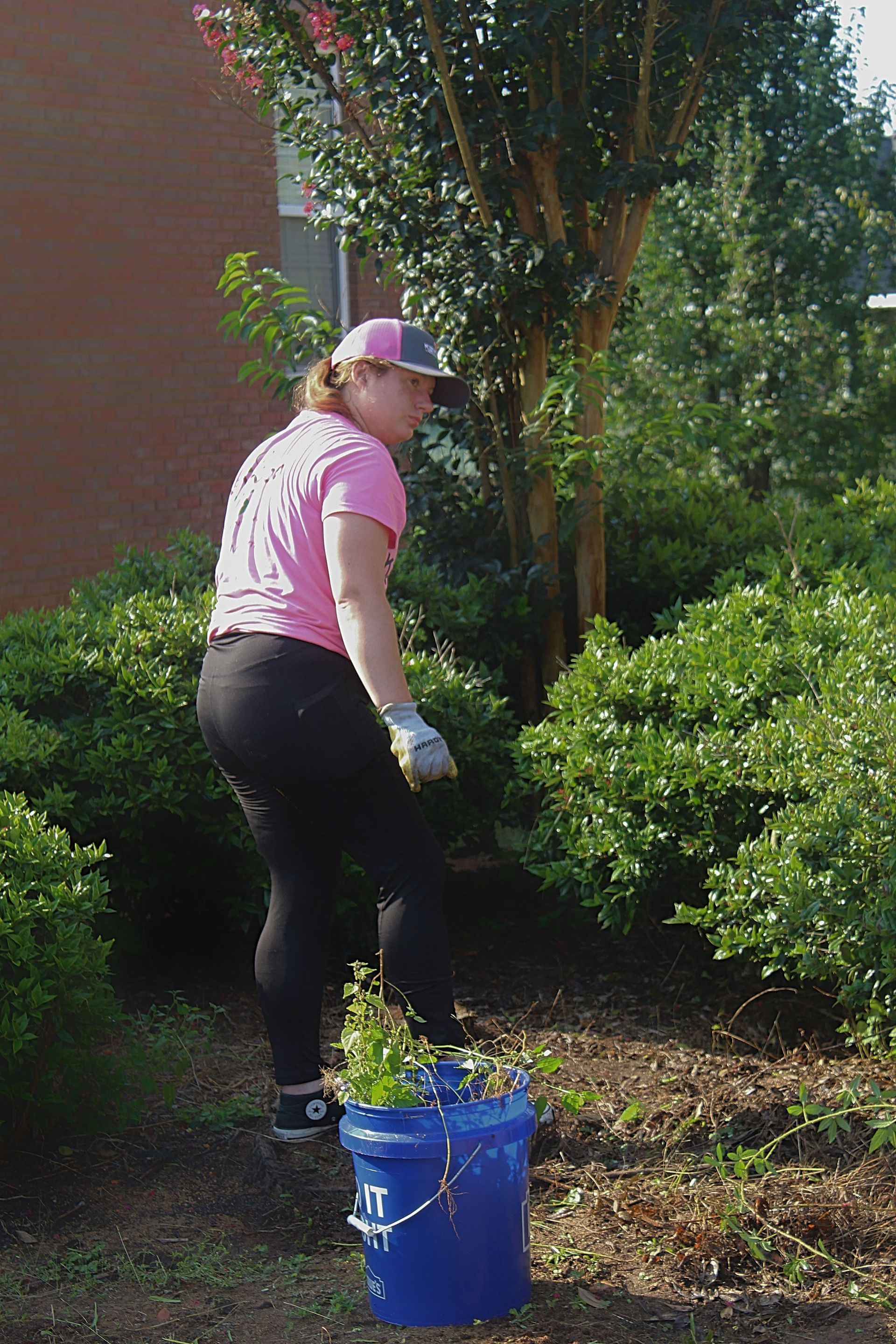 Person gardening beside a blue bucket, wearing a pink shirt and gloves near shrubs and a tree.