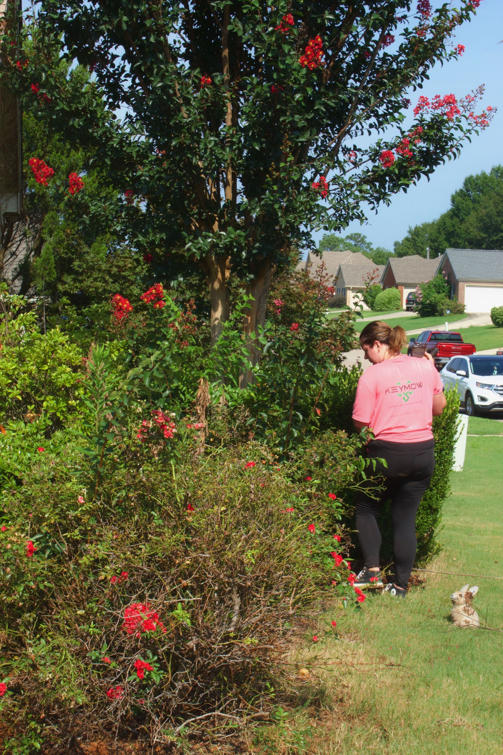 Person in pink shirt walking beside a large flowering bush in a suburban yard