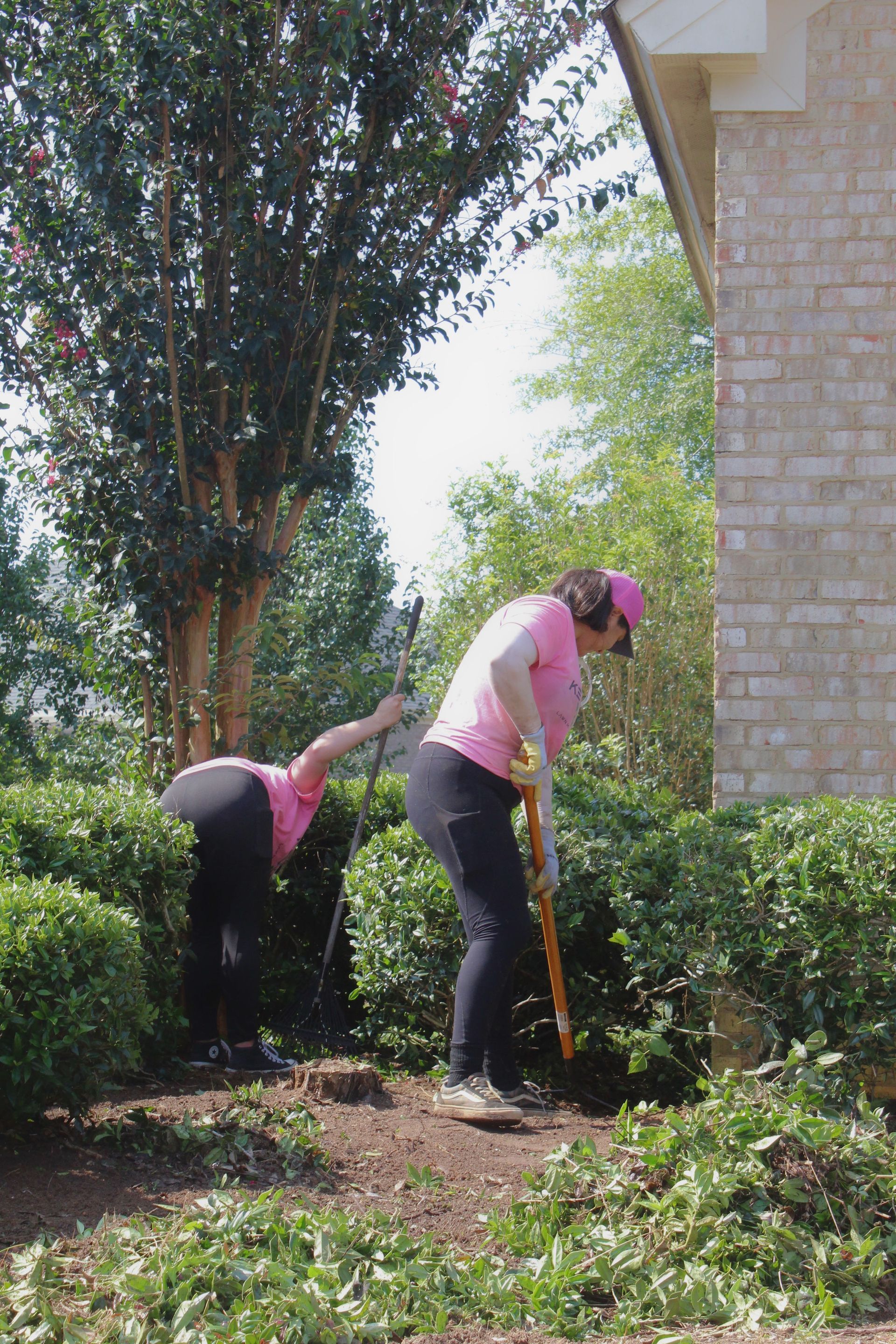 Two people in pink shirts gardening beside a brick building, trimming hedges with tools.