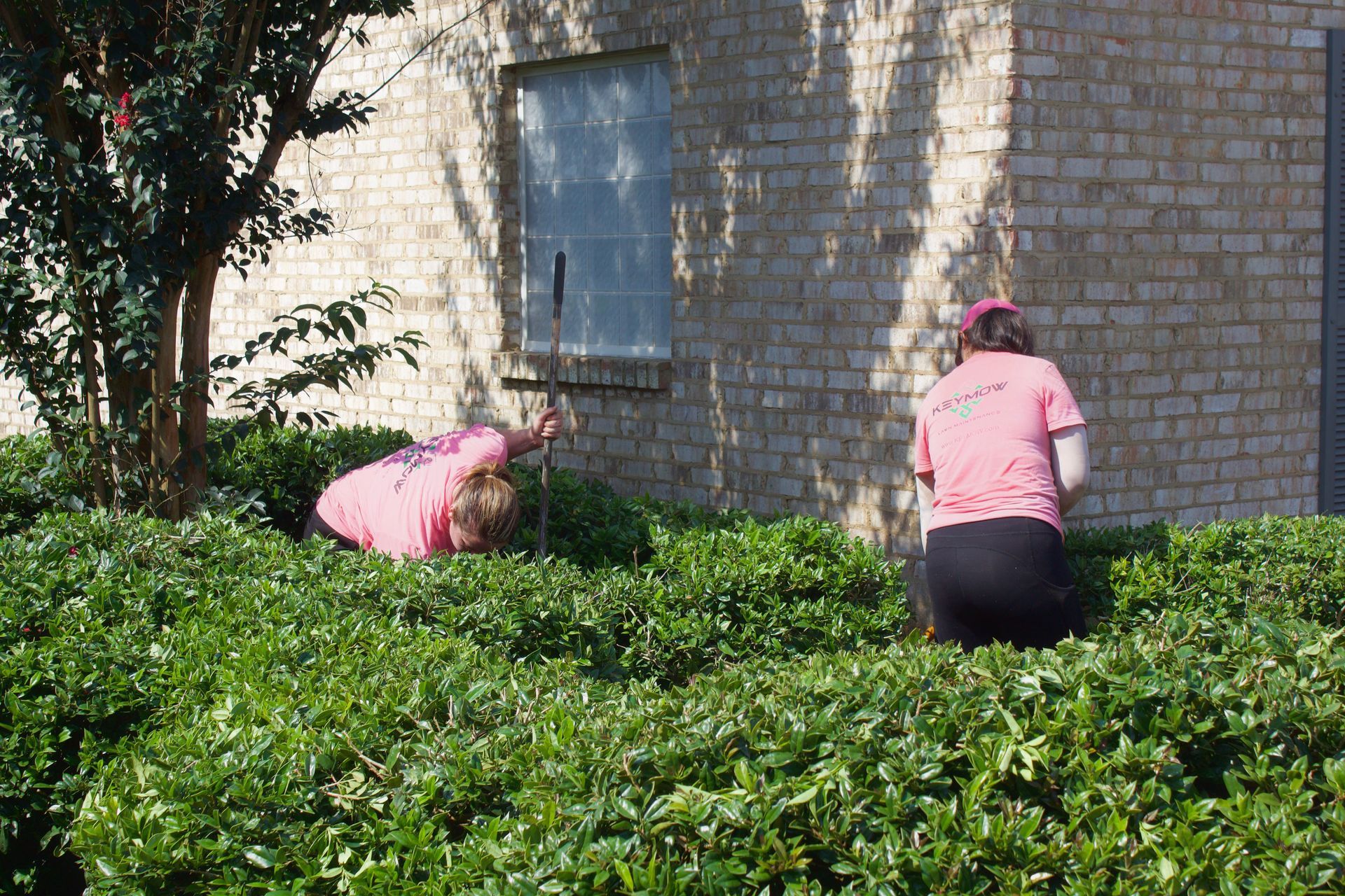 Two people in pink shirts crouch among green bushes beside a brick wall.