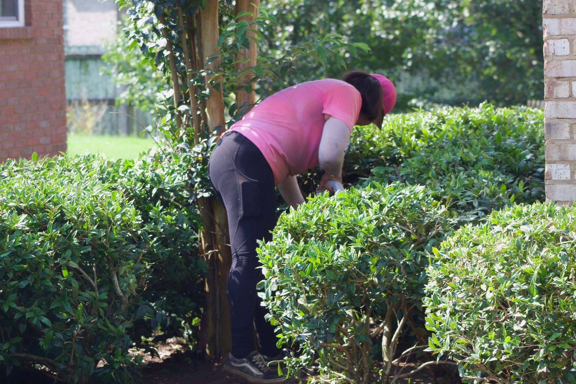 Person in a pink shirt leaning over hedge shrubs in a garden, trimming plants.