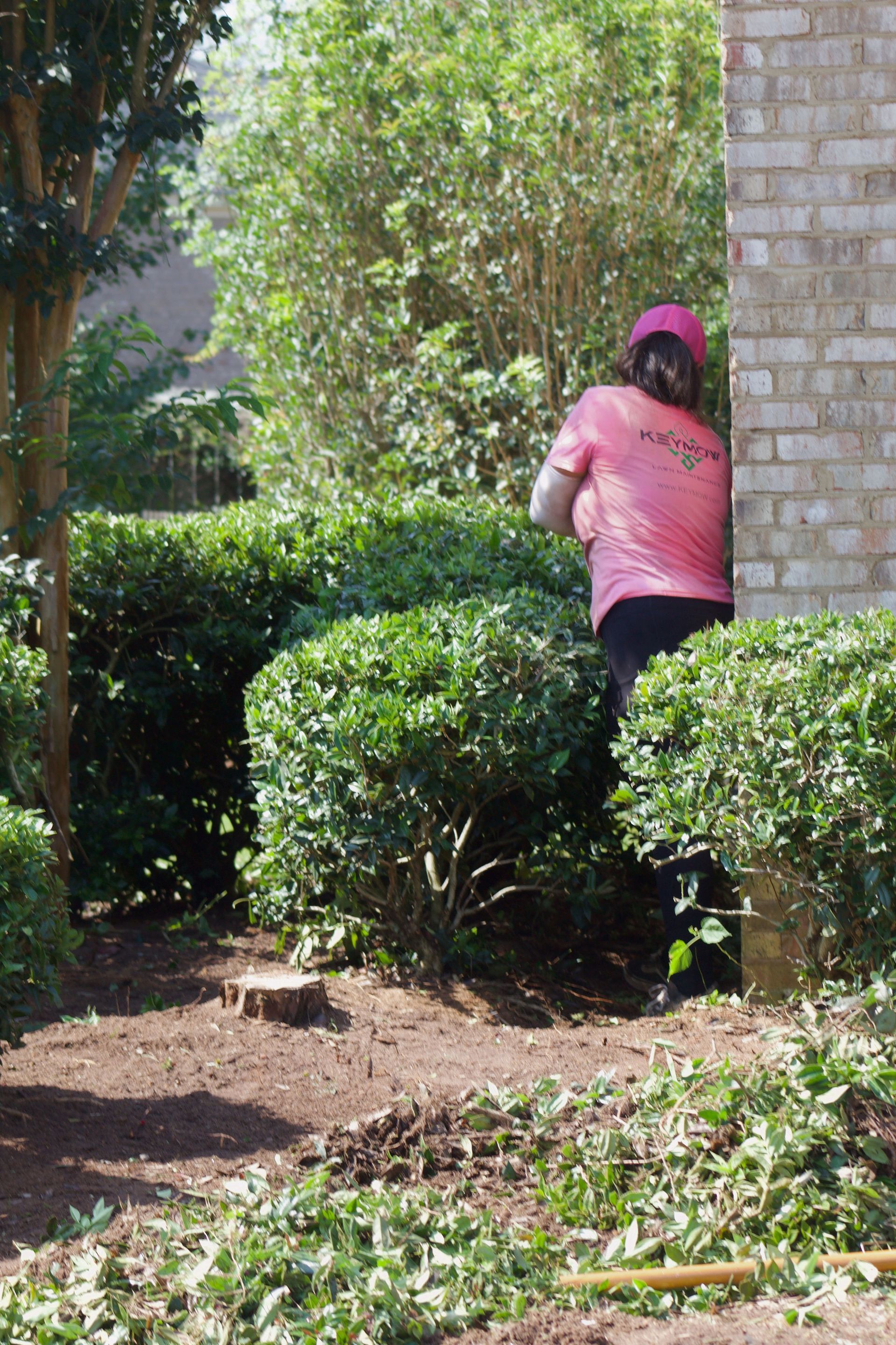 Person in a pink shirt and cap trimming bushes in a sunny garden beside a brick house