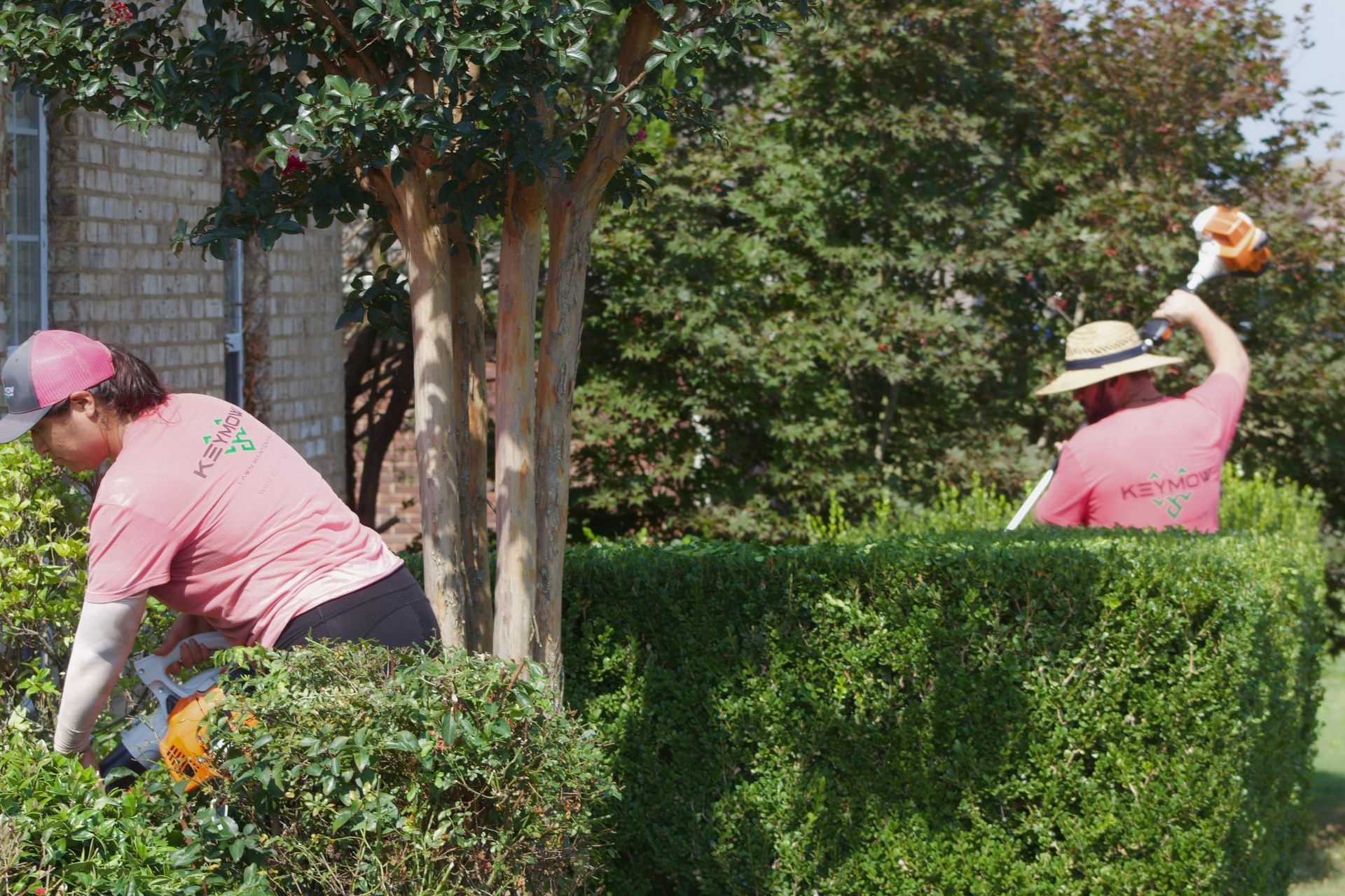 Two landscapers in pink shirts trimming hedges in a sunny garden