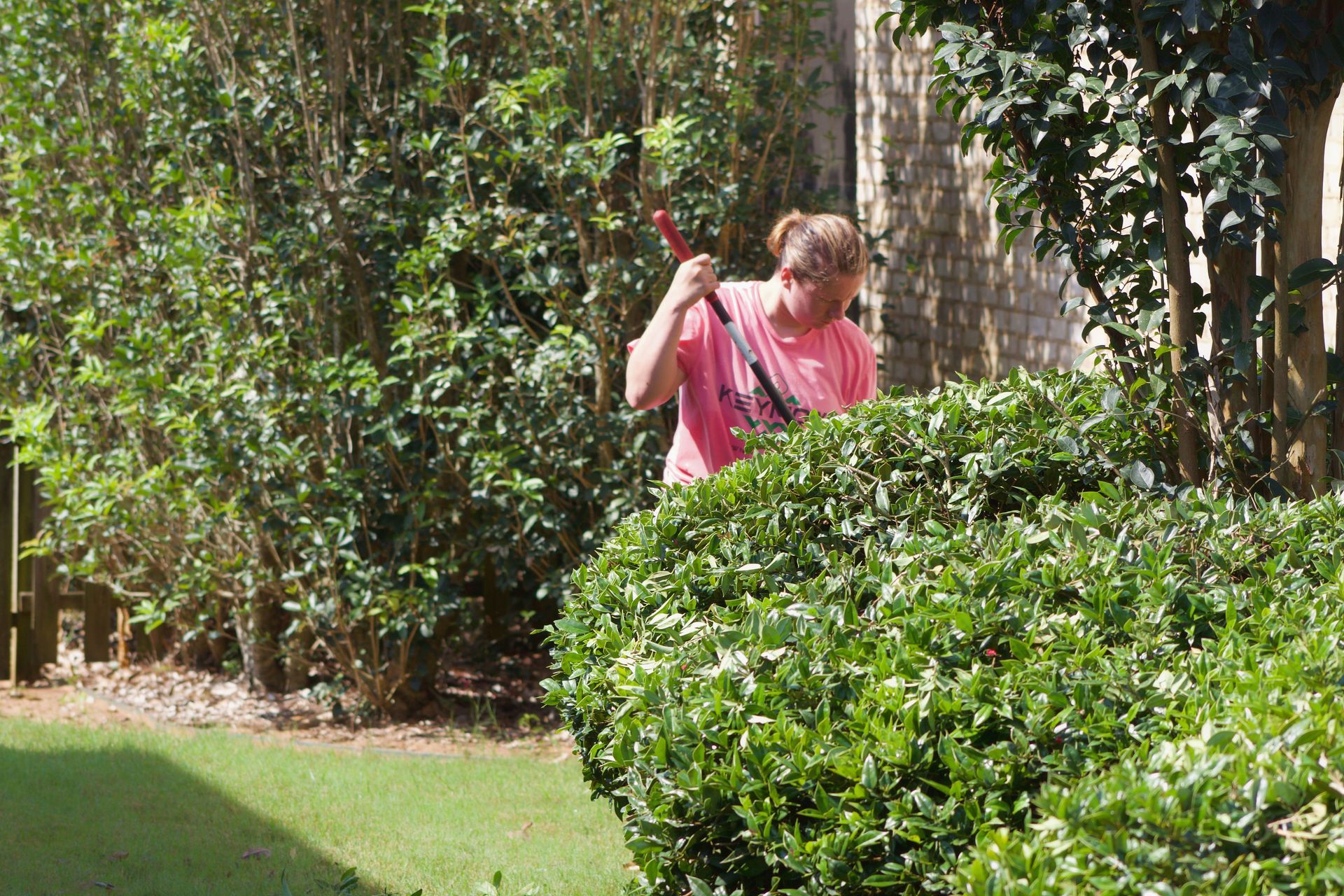 Person in a pink shirt using a tool in a leafy garden, partly hidden behind a bush.