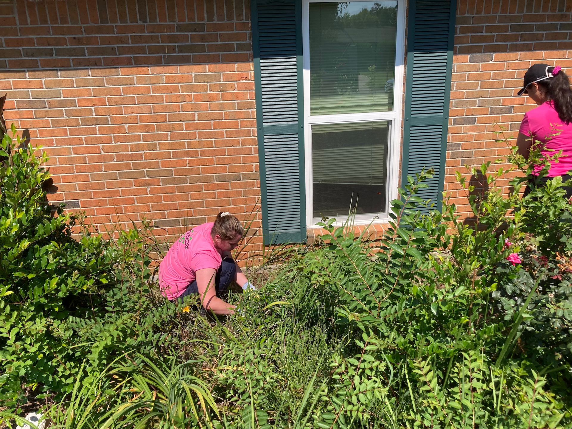 Two people in pink shirts gardening beside a brick house with a window and blue shutters.