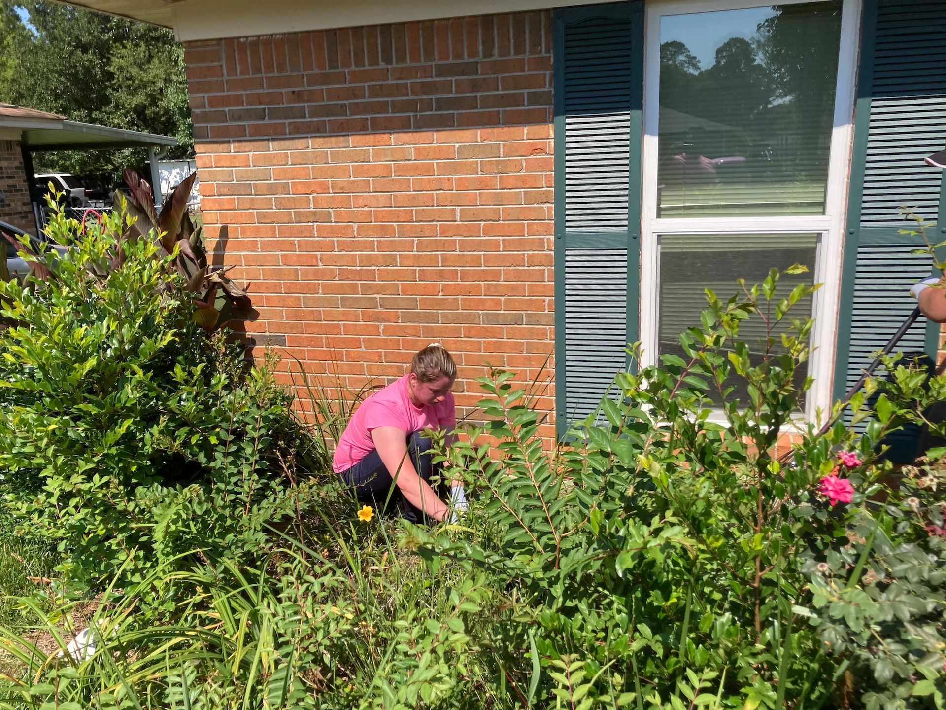 Person in a pink shirt gardening beside a brick house with blue shutters.