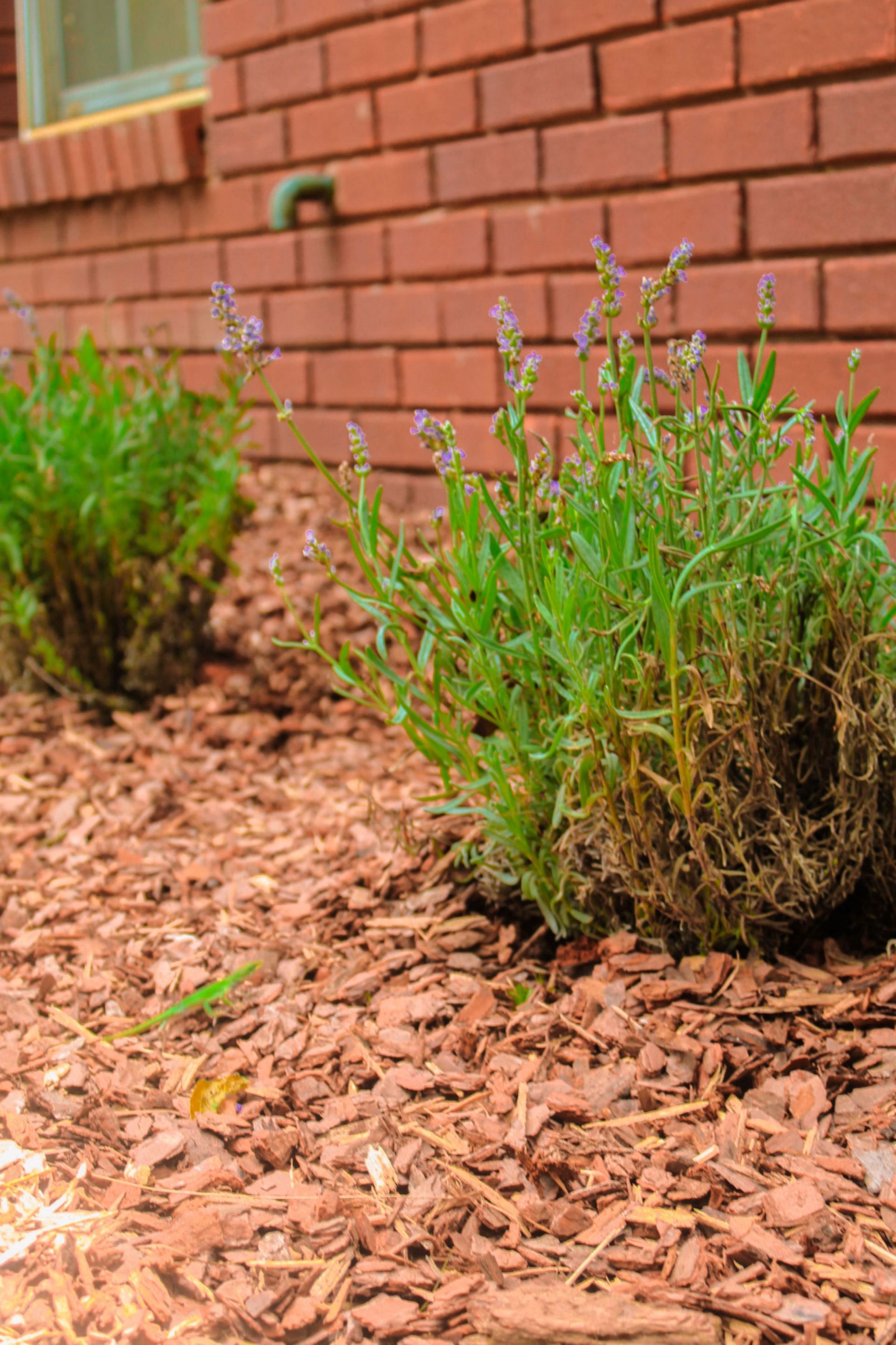 Mulched garden bed with small green shrubs beside a brick wall