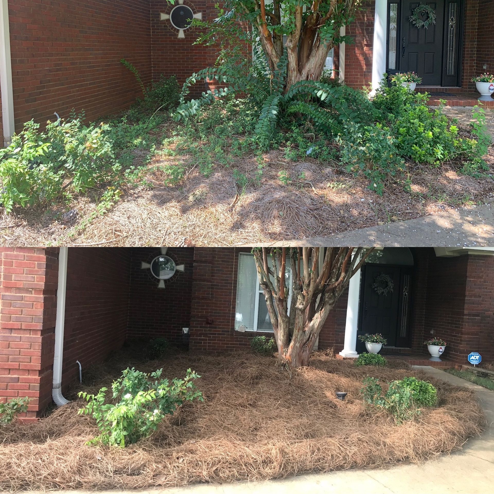 Front porch with dense overgrown shrubs and trees trimmed back, showing before-and-after yard maintenance.