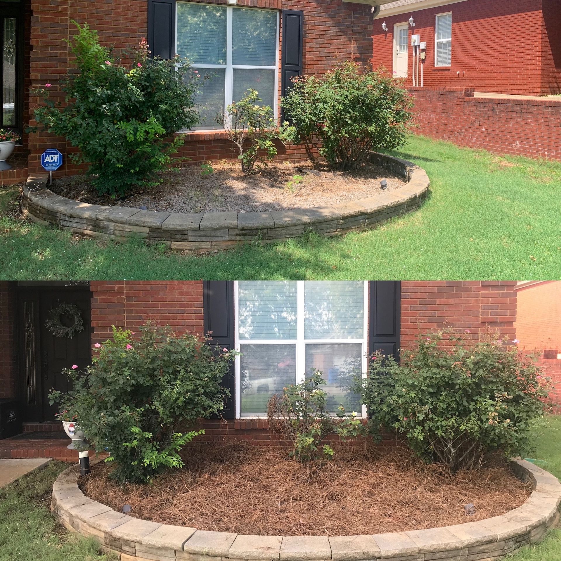 Before-and-after of a brick house window bed, changing from overgrown shrubs to fresh mulch and trimmed plants