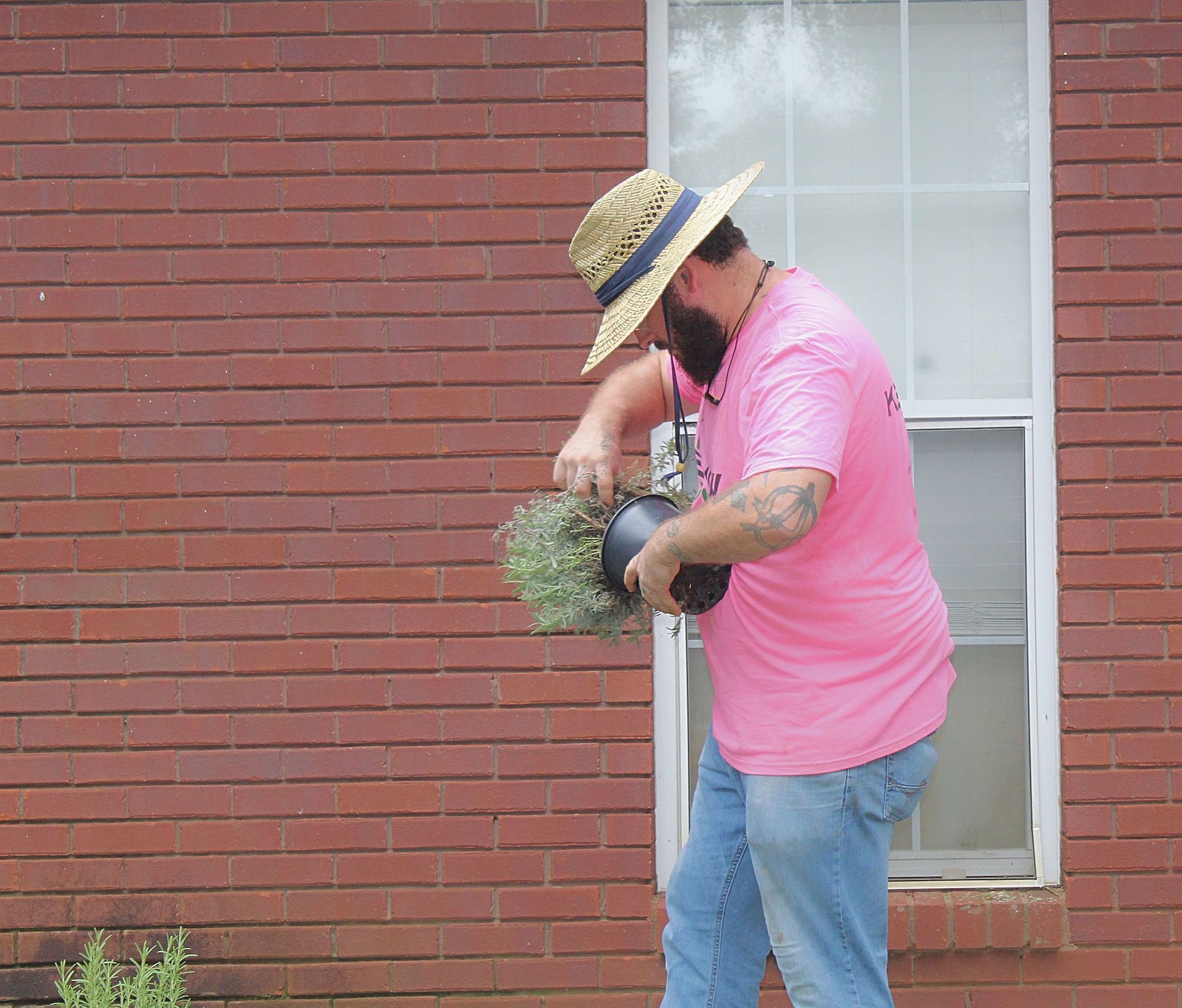 Man in a straw hat and pink shirt trimming a small bush beside a brick wall and window