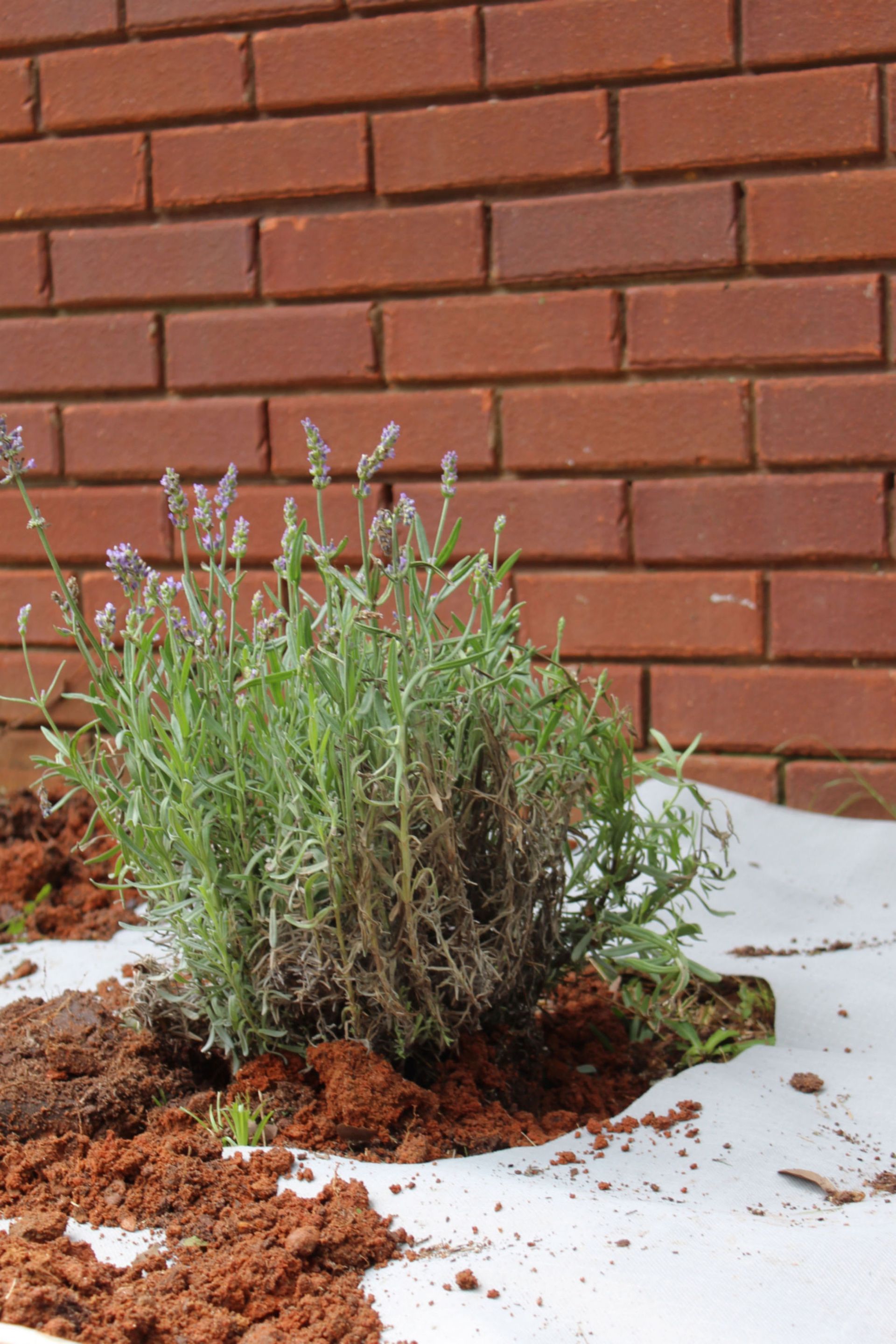 Small green shrub with purple flowers growing beside a red brick wall and white pavement trim