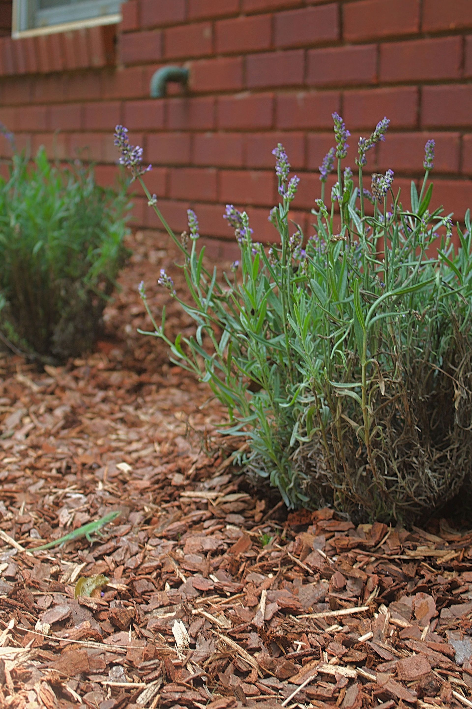 Green lavender bushes in a mulched garden bed beside a red brick wall