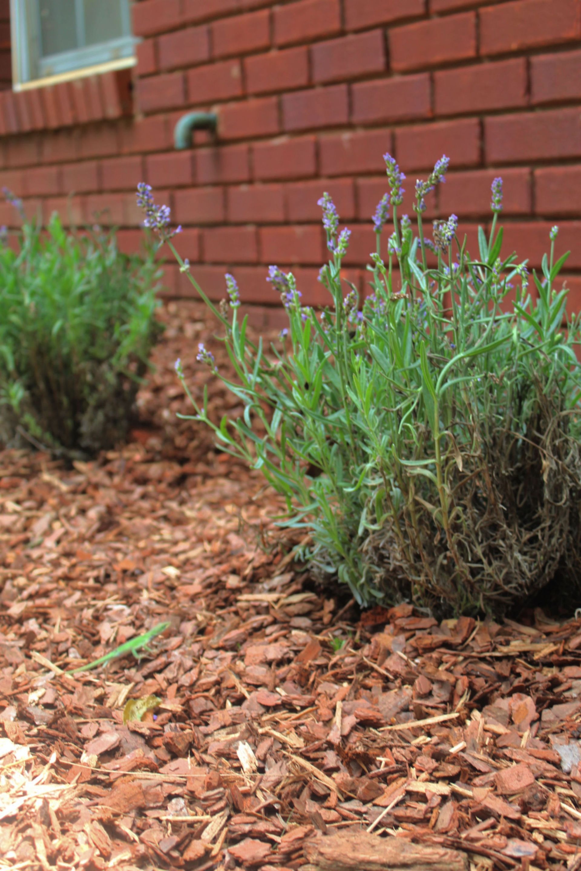 Lavender bushes in mulch beside a red brick wall
