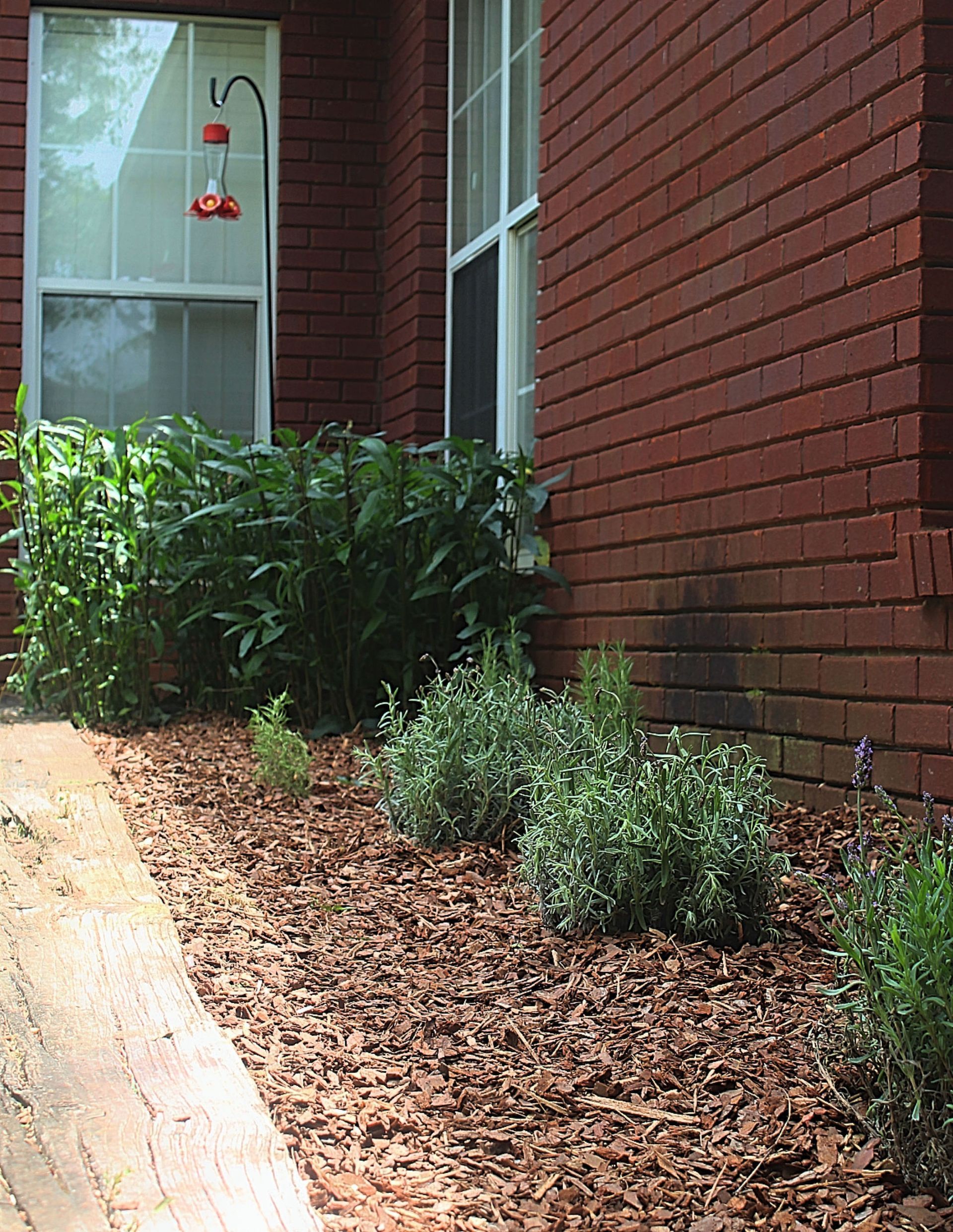 Brick house wall with a window, shrubs, and a mulch-covered garden bed along a walkway