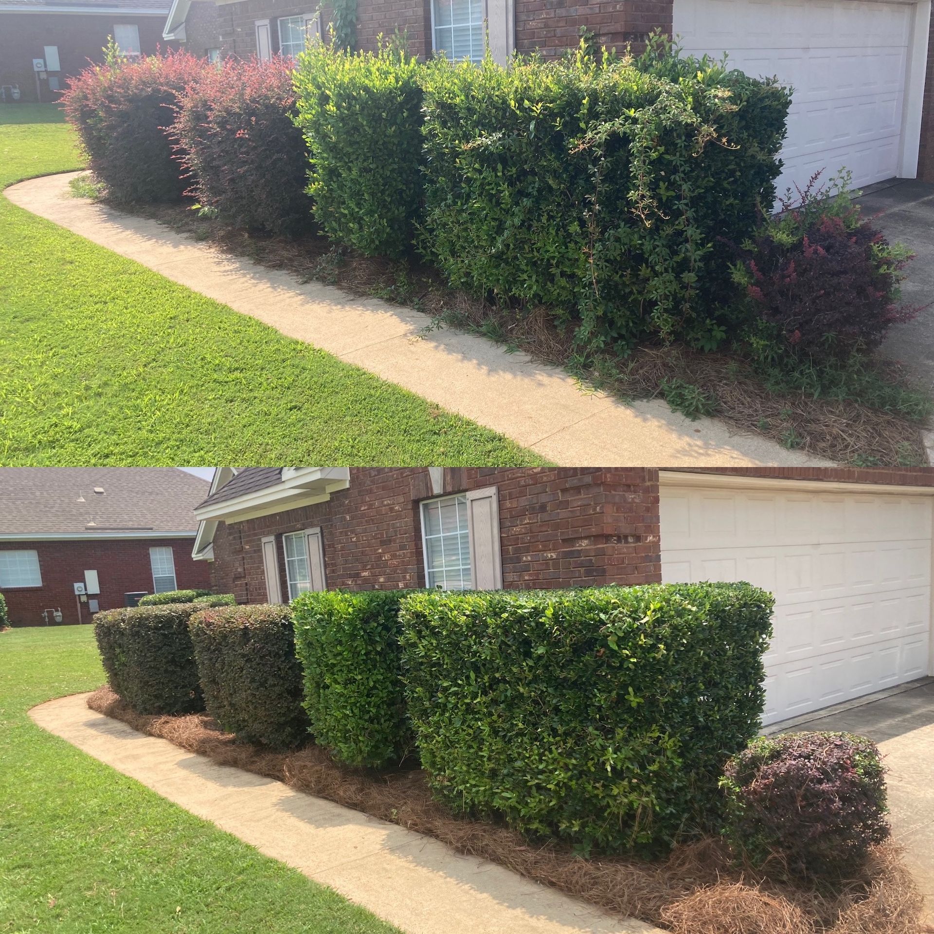 Before-and-after view of neatly trimmed hedges beside a house and driveway.