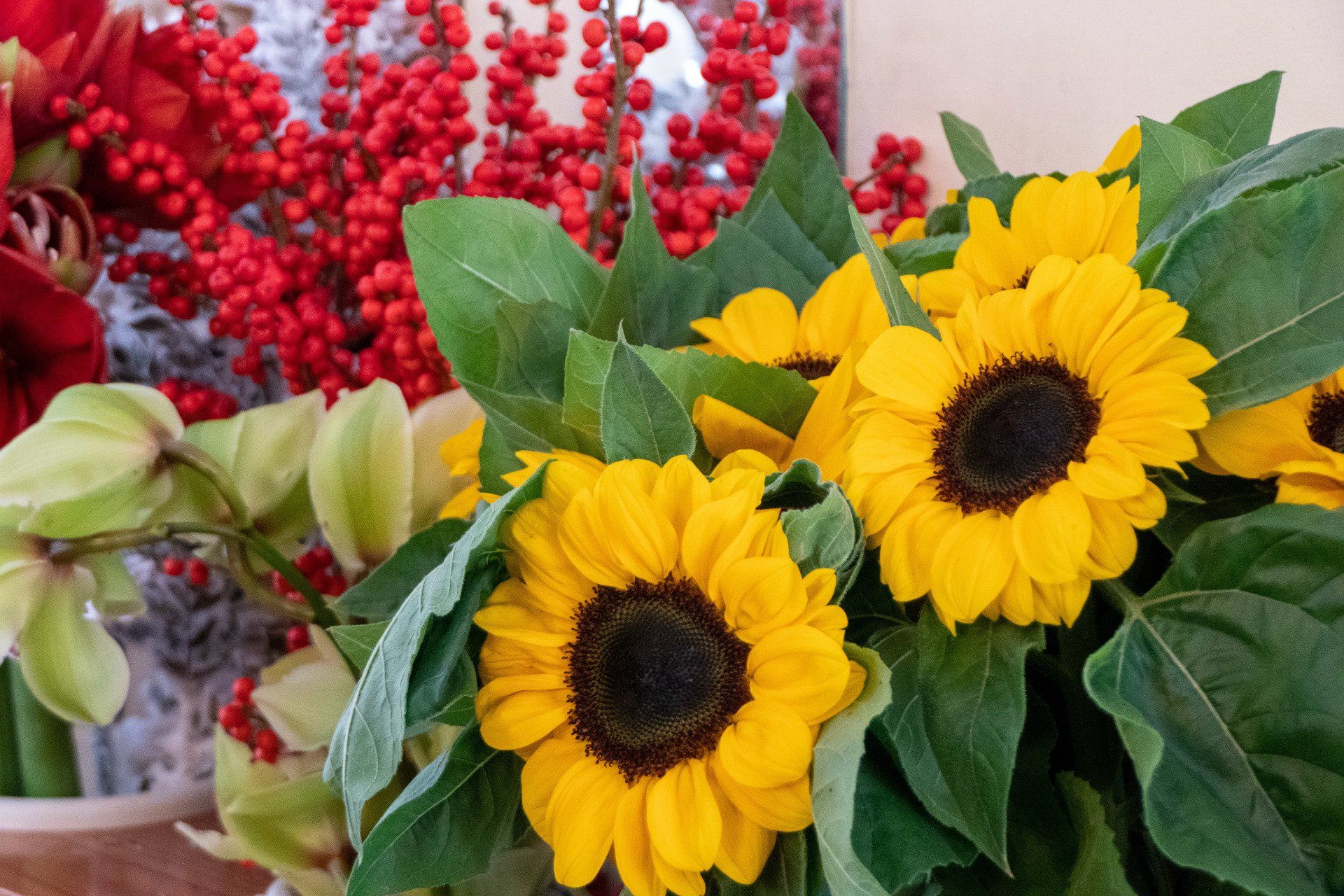 girasoli