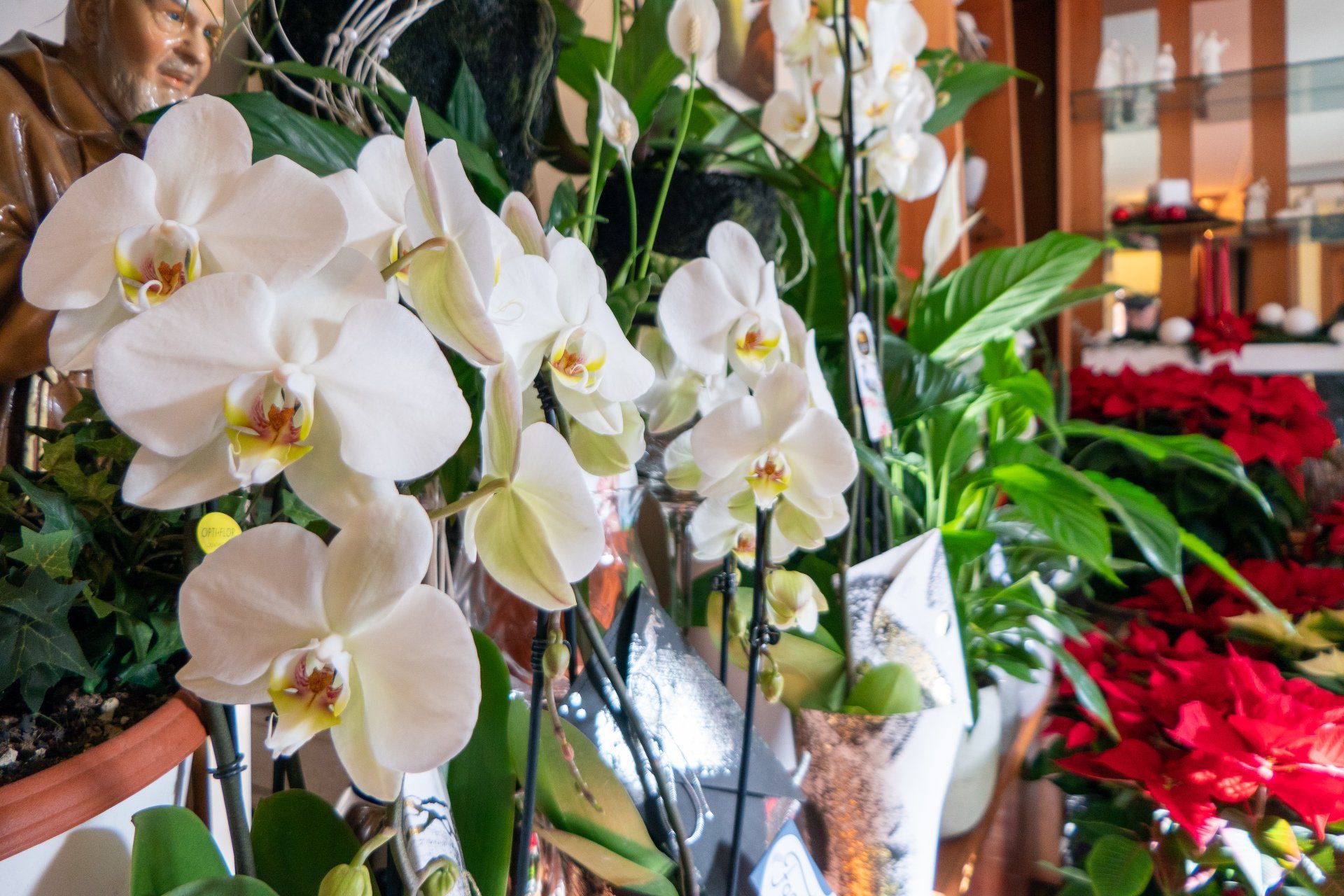 orchidee