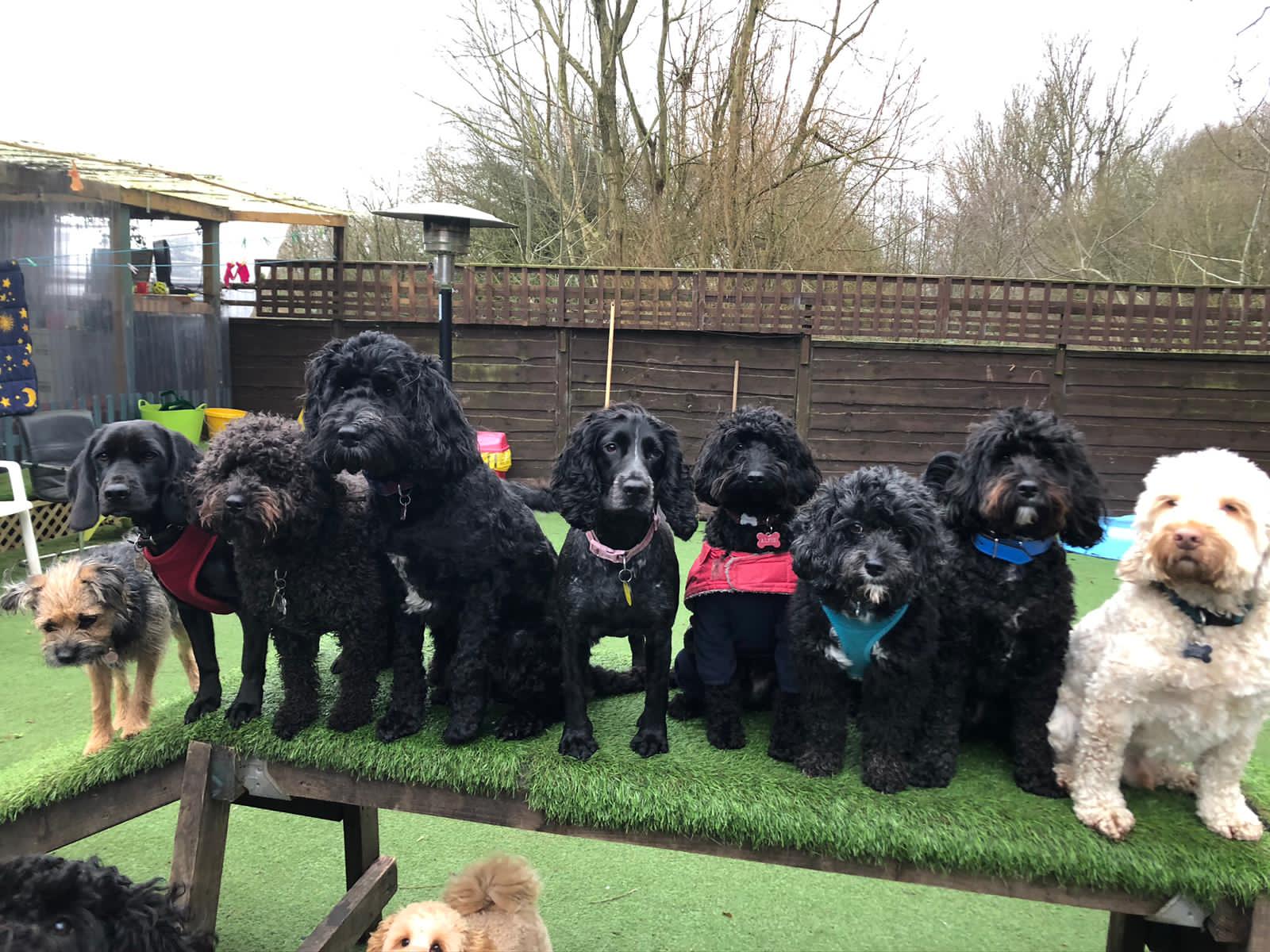 Dogs and Divas Doggy Day Care Trafford Park, Manchester