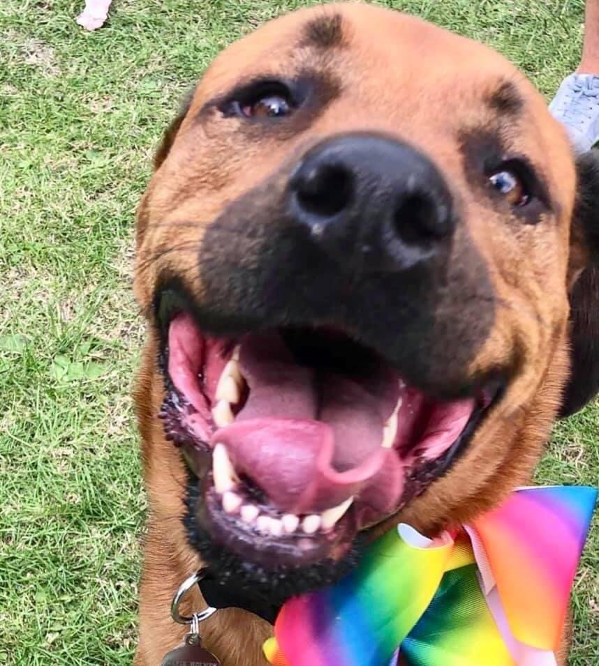 Dogs and Divas Doggy Day Care Trafford Park, Manchester