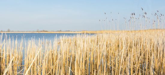 Een waterpartij en riet onder een blauwe lucht.