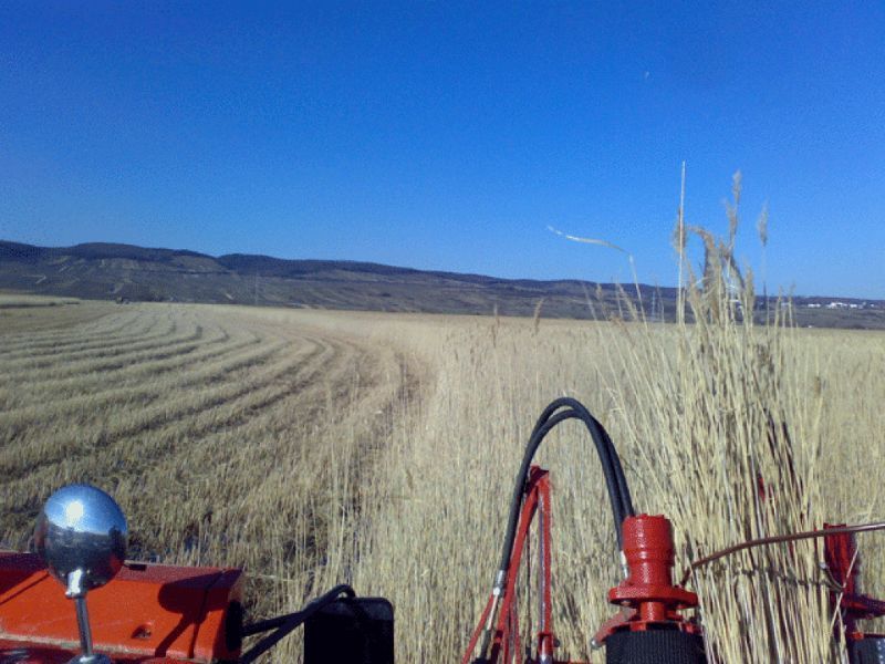 Tractor die riet oogst onder een helderblauwe lucht, met in de verte bergen.