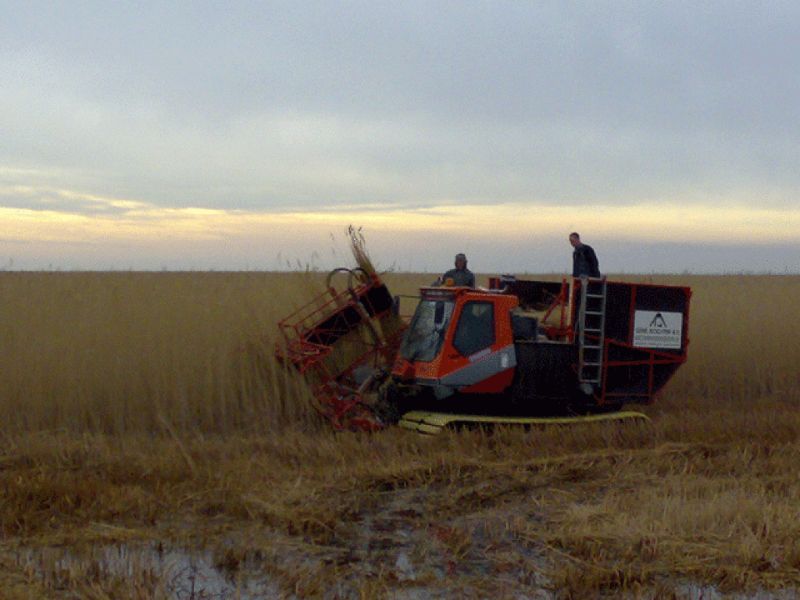 Een oogstmachine in een moeras snijdt riet met twee mensen aan boord onder een bewolkte hemel.