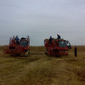 Twee rode oogstmachines in een veld, met arbeiders erop; bewolkte lucht.