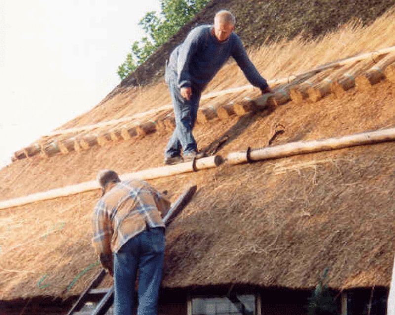 Twee mensen werken op een rieten dak, de een staand en de ander op een ladder.