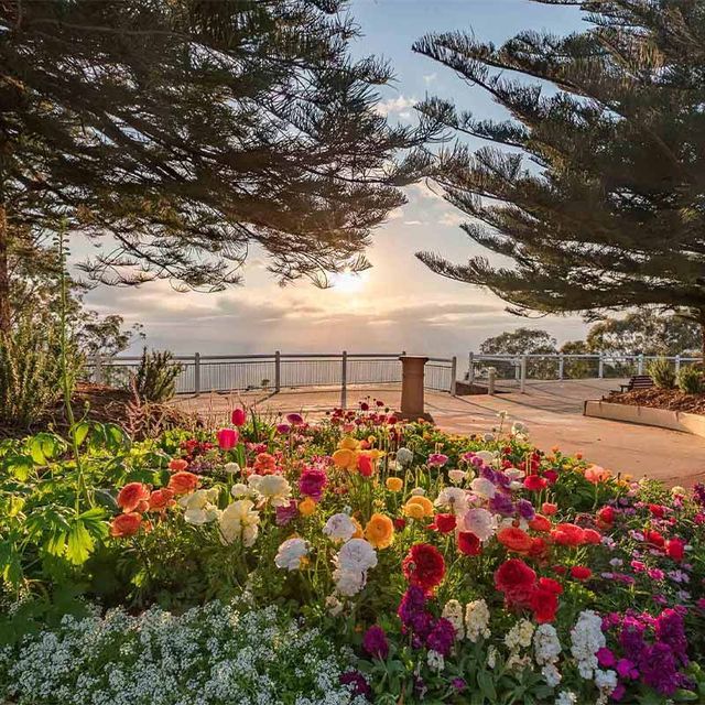 a bed of flowers are growing at picnic point in Toowoomba with trees in the background .