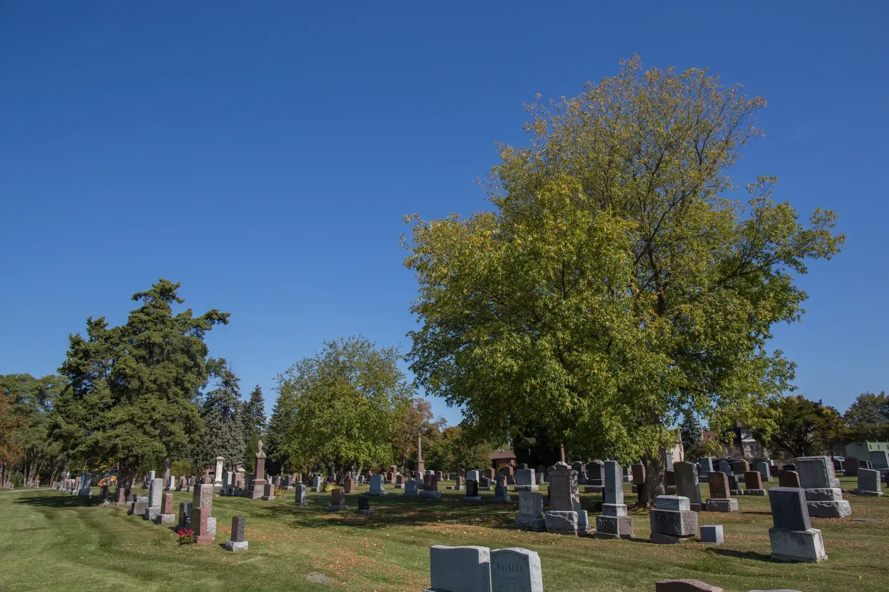 Sunny cemetery with rows of gravestones and tall green trees under a clear blue sky