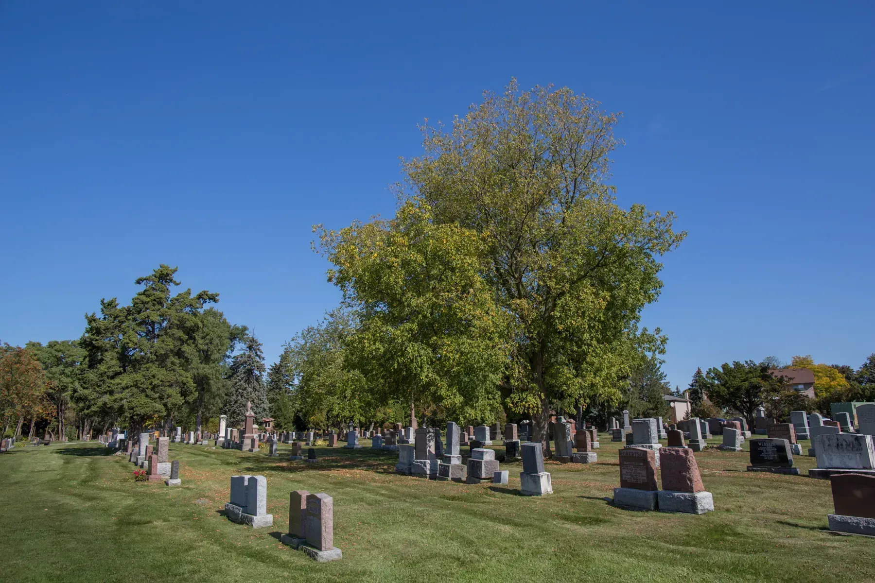 Cemetery with rows of gravestones on a sunny day under a clear blue sky