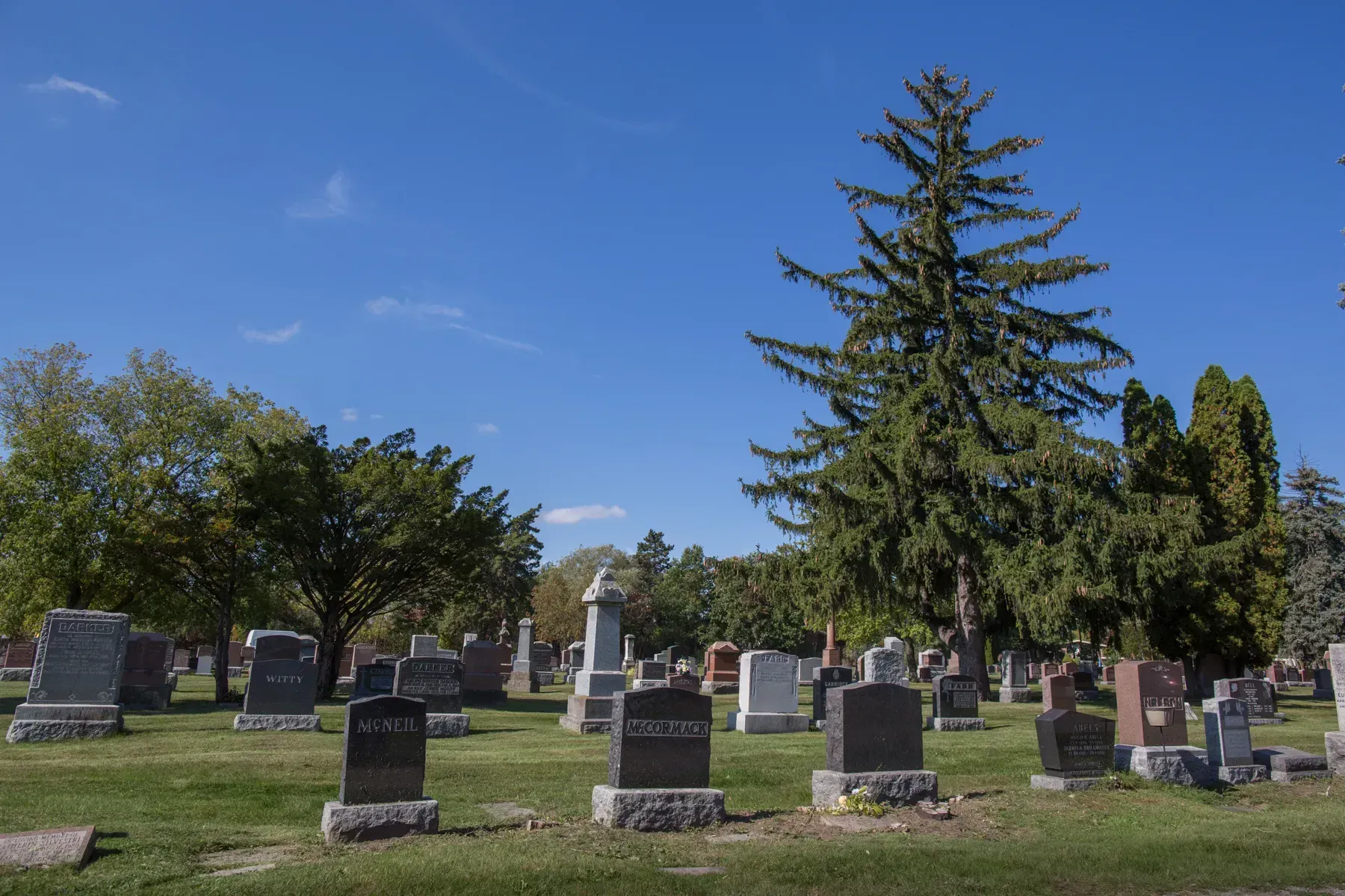 Cemetery with gravestones and tall evergreen trees under a clear blue sky