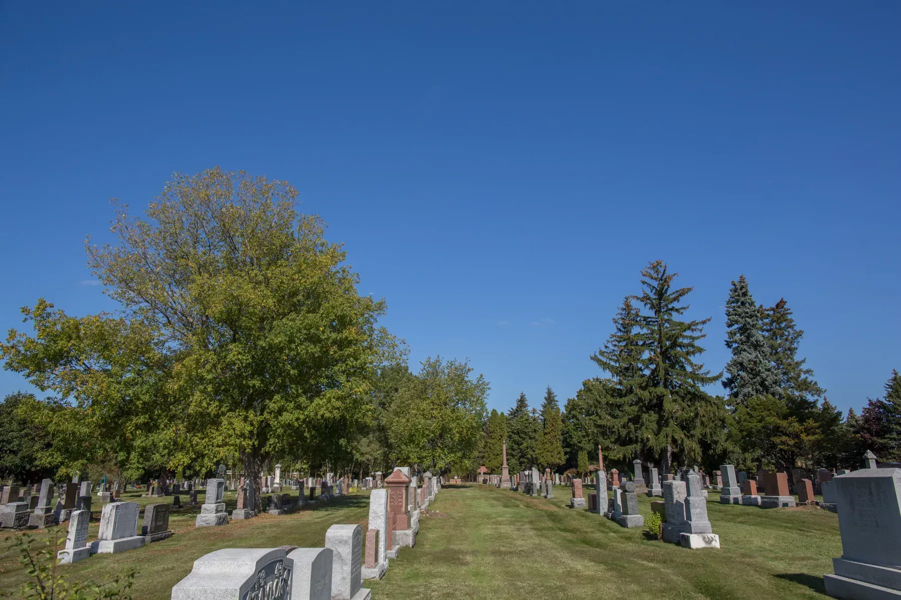 Cemetery with rows of headstones under a clear blue sky and trees in the background