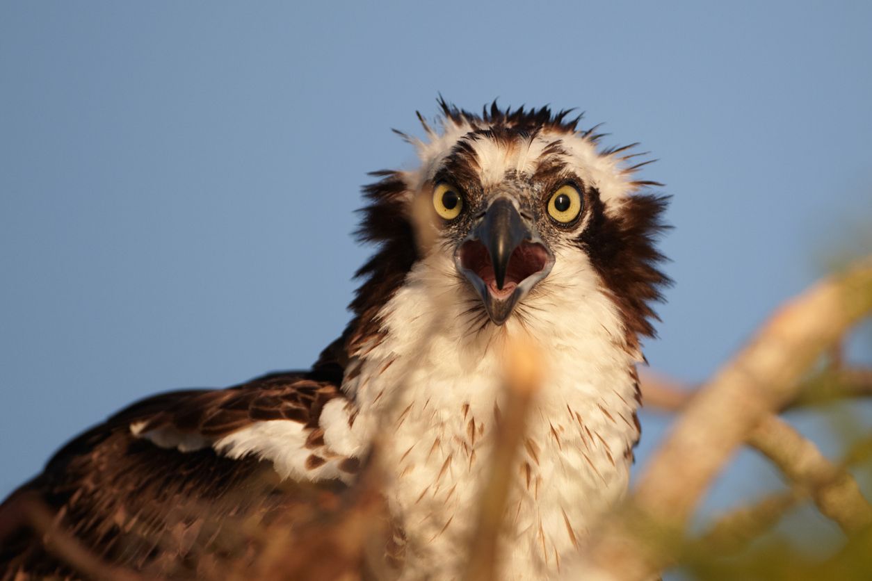 Osprey Bird Osprey Bird